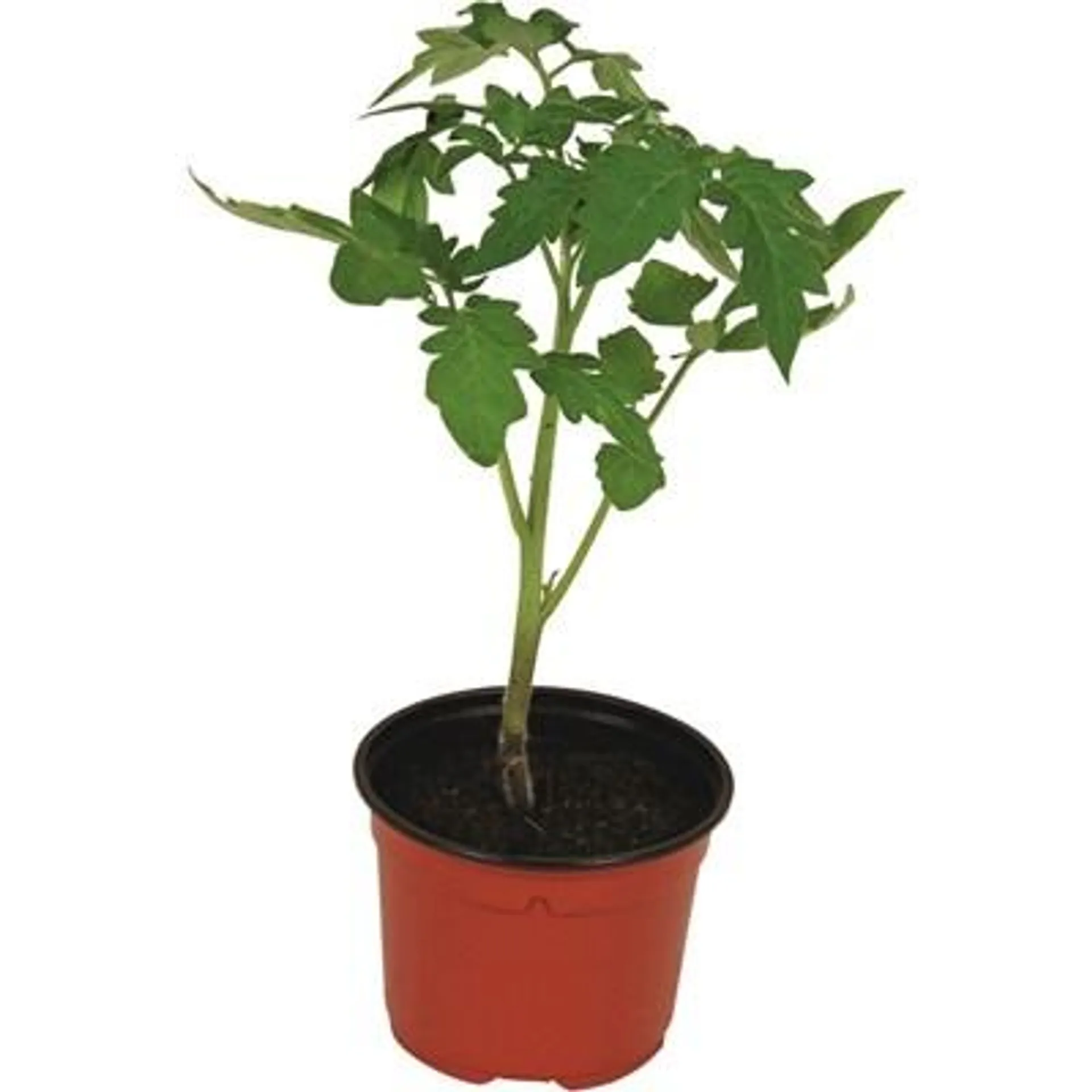 Tomaten Mittelgross P9 cm