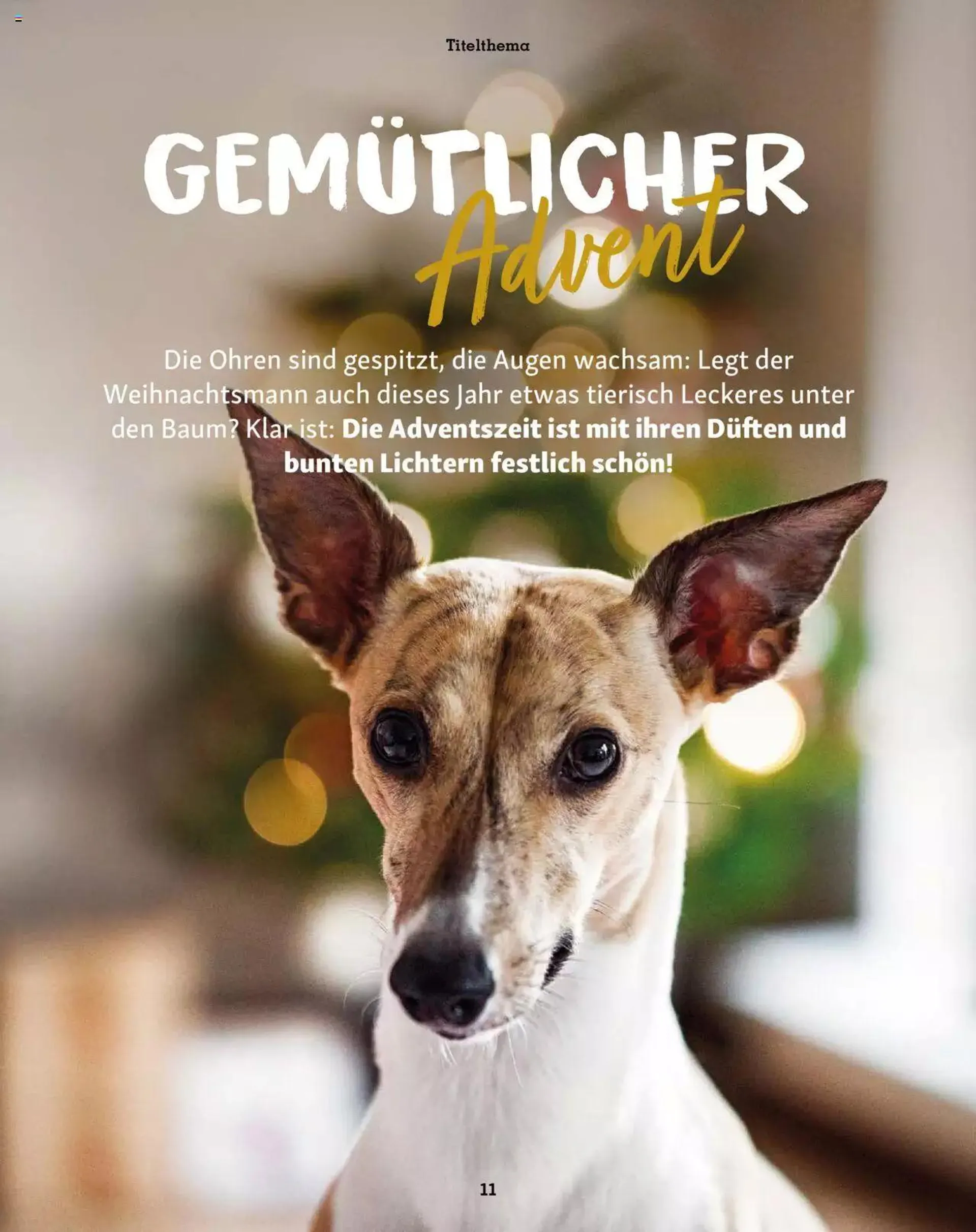 Fressnapf Aktionen von 1. November bis 31. Dezember 2023 - Prospekt seite  11