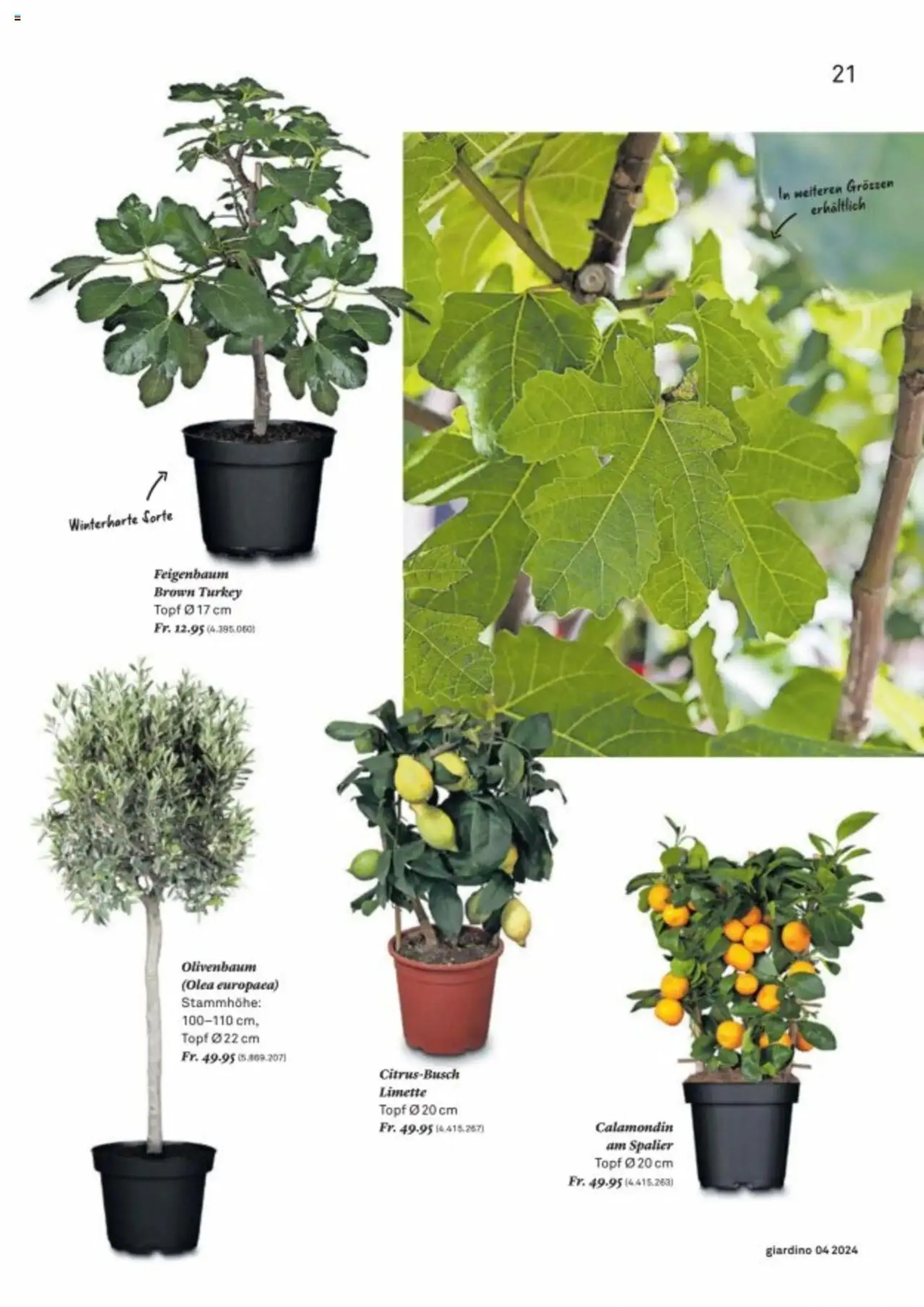 Jumbo Aktionen giardino von 21. Oktober bis 31. Dezember 2024 - Prospekt seite  21
