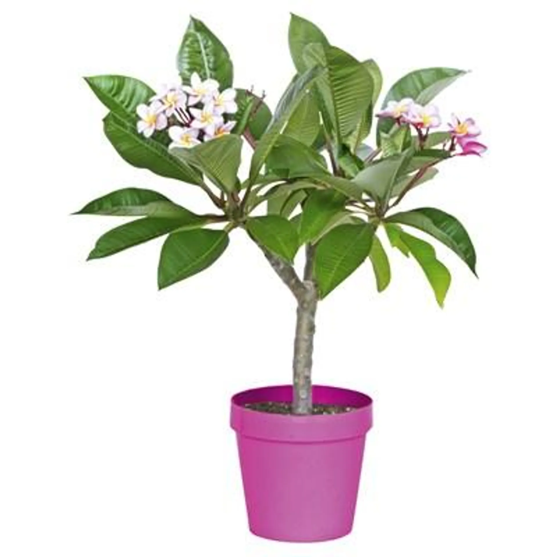 Plumeria rubra P20 cm