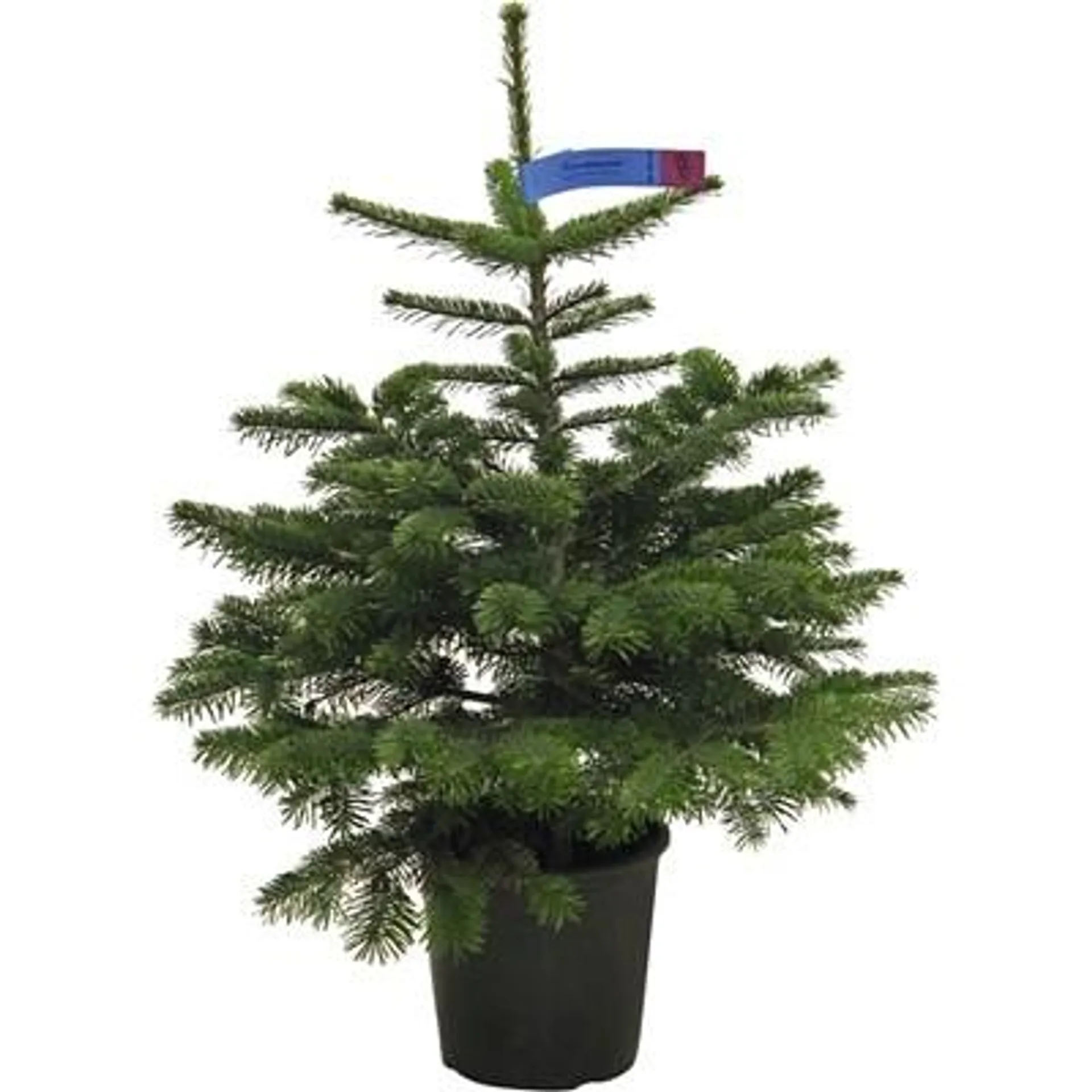 Nordmanntanne topfgew. 80-100 cm