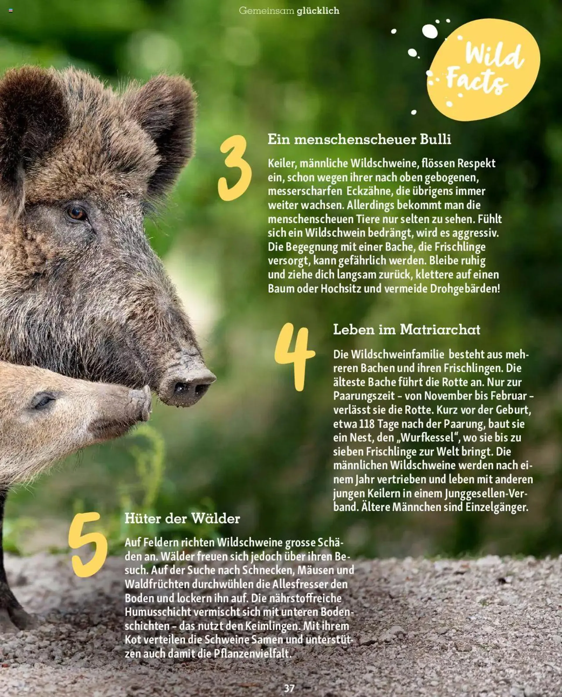 Fressnapf Magazin von 1. September bis 31. Oktober 2023 - Prospekt seite  37