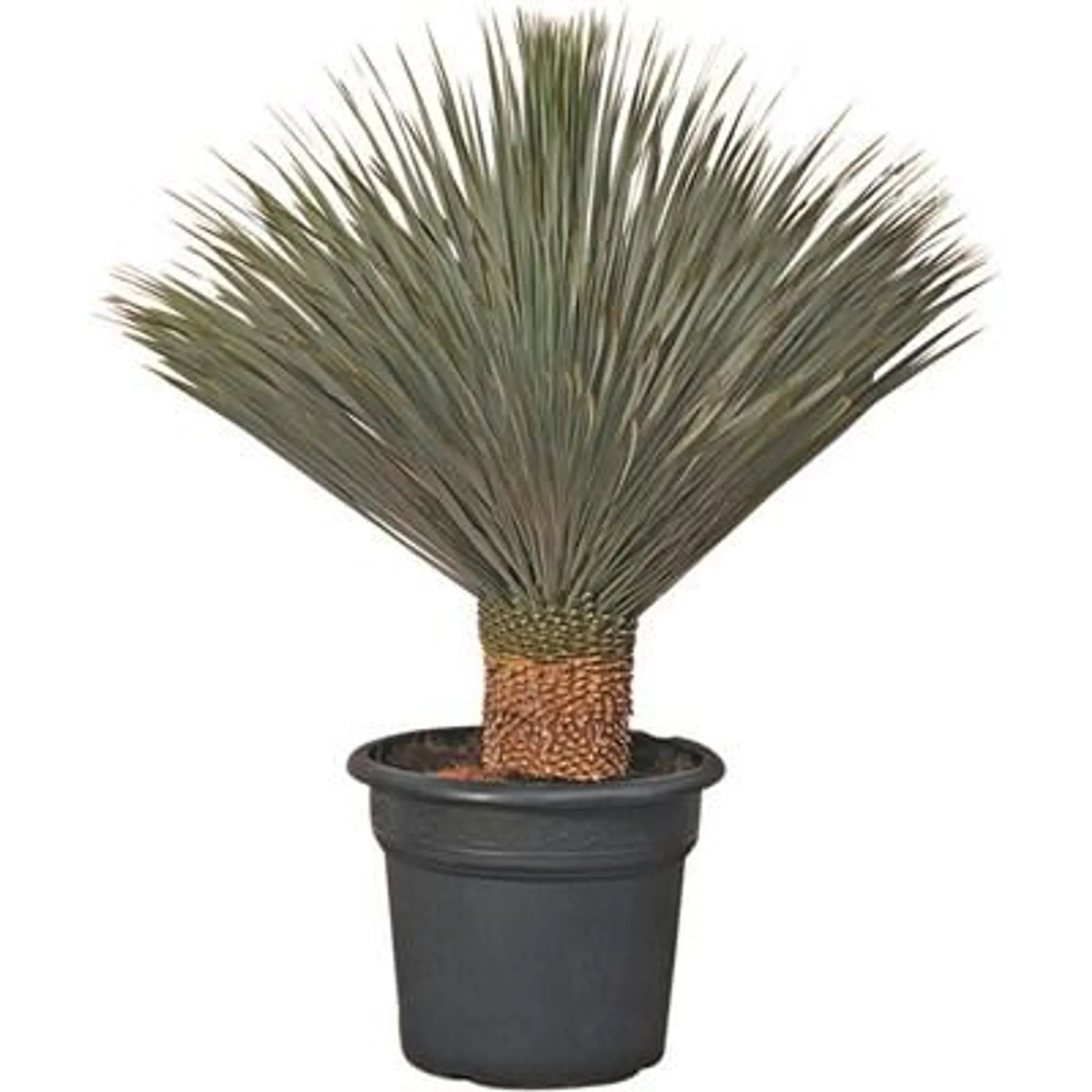 Yucca Rostrata P35l