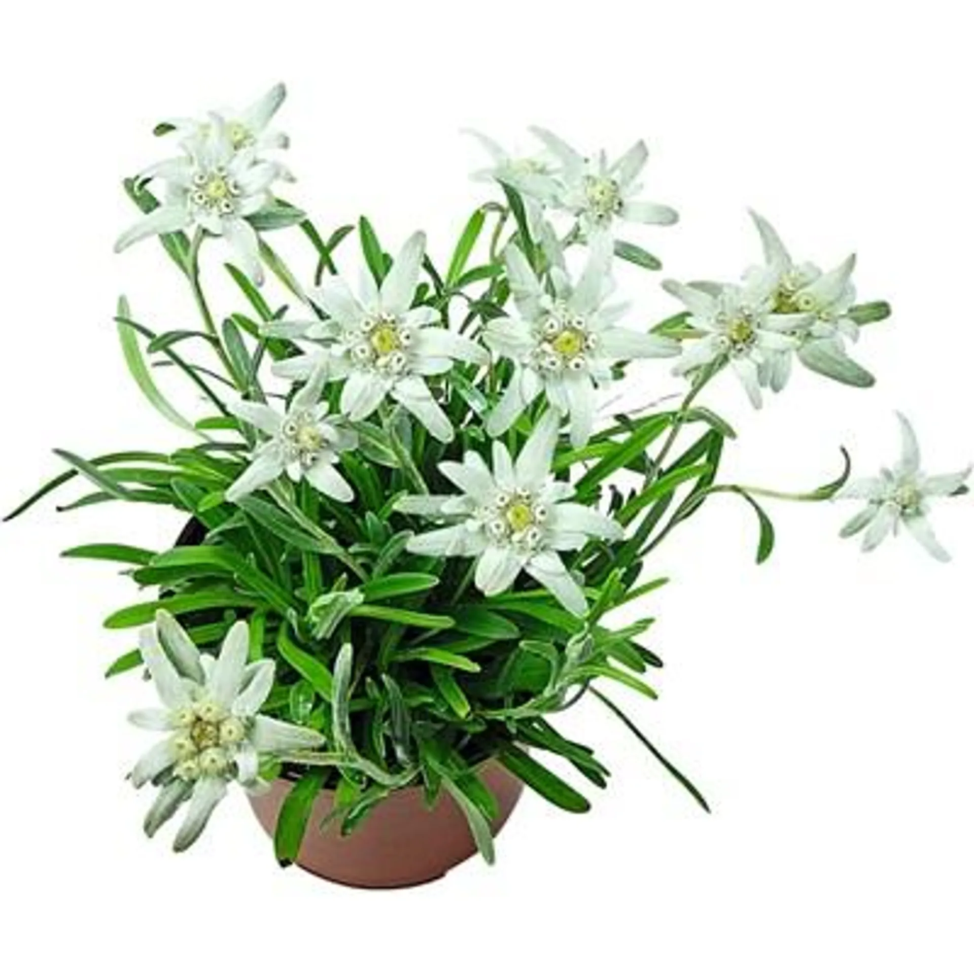 Edelweiss Leontopodium P12 cm