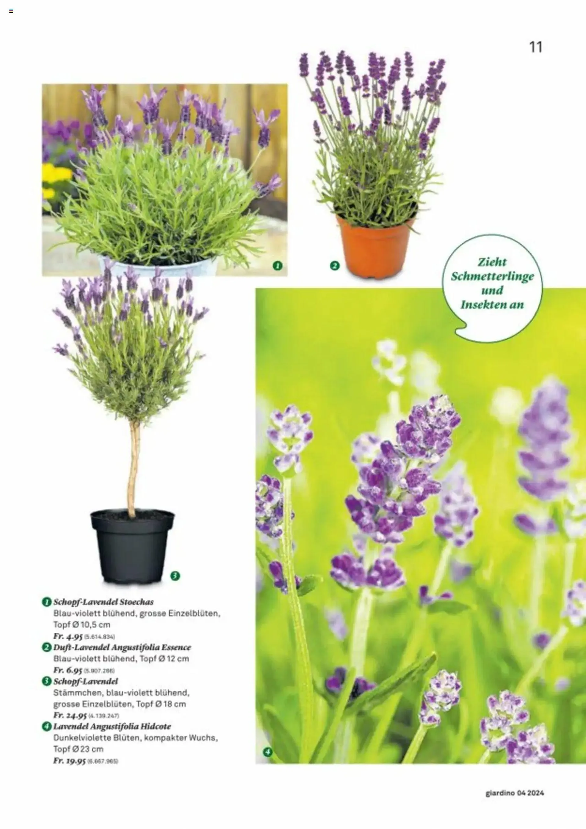 Jumbo Aktionen giardino von 21. Oktober bis 31. Dezember 2024 - Prospekt seite  11