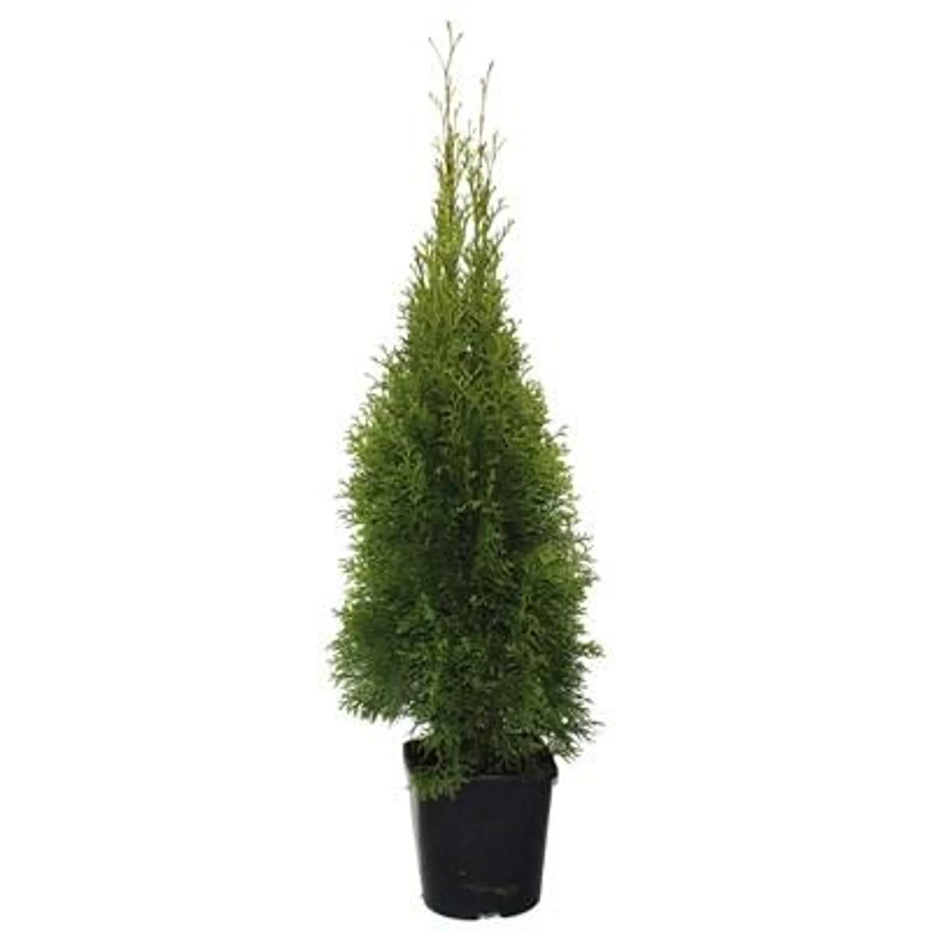 Thuja Smaragd P23 cm