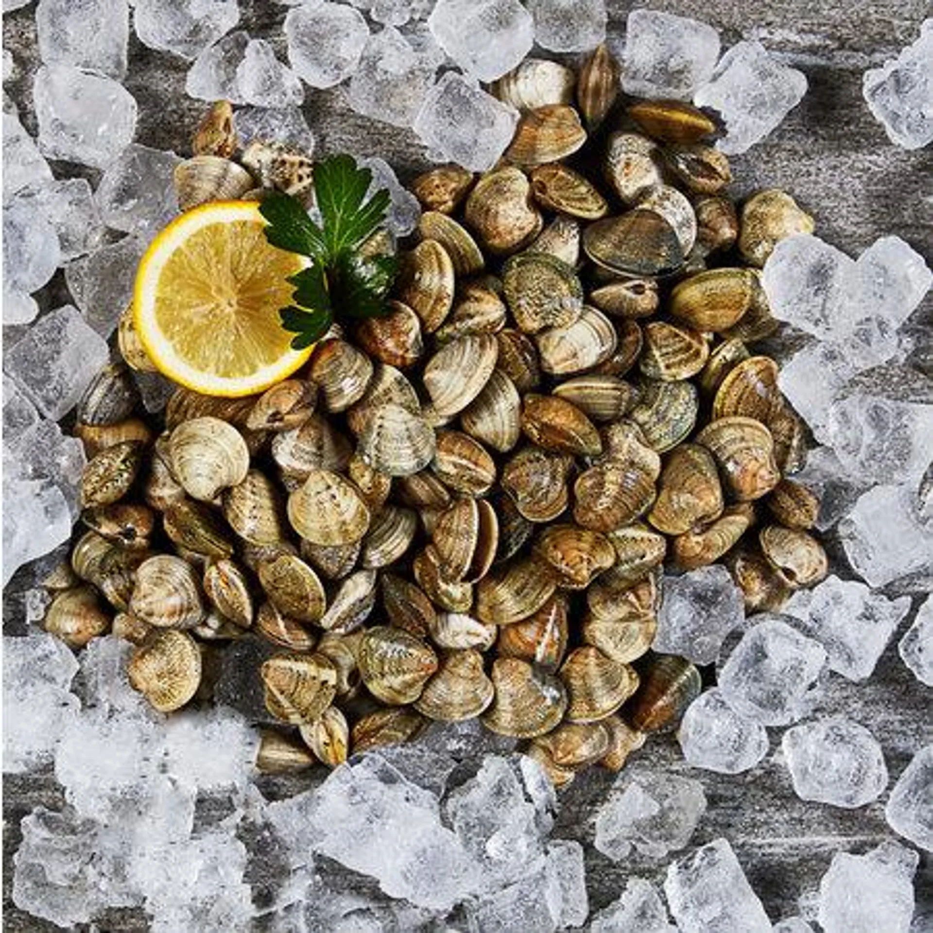 MSC Vongole klein