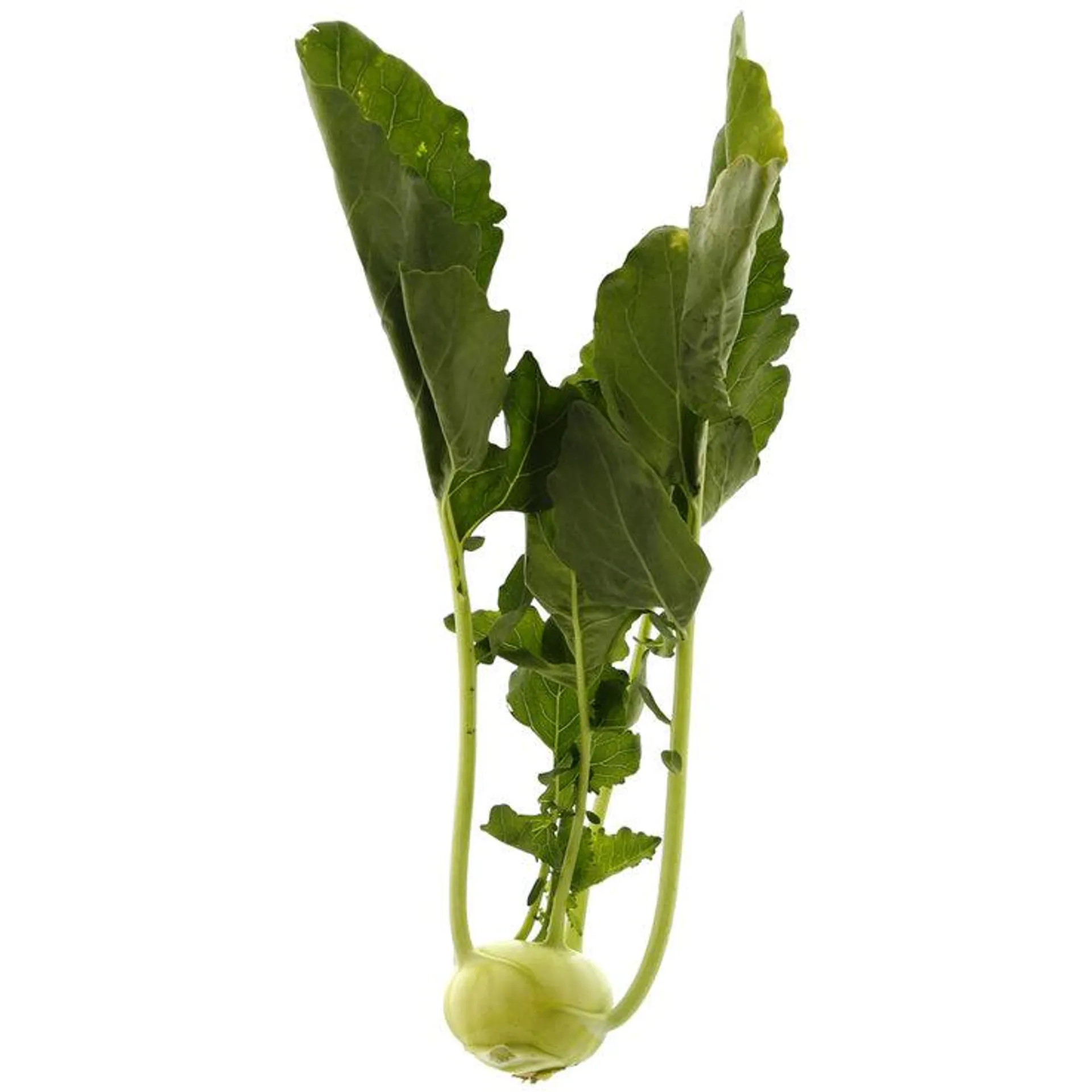 Kohlrabi 1 Stück