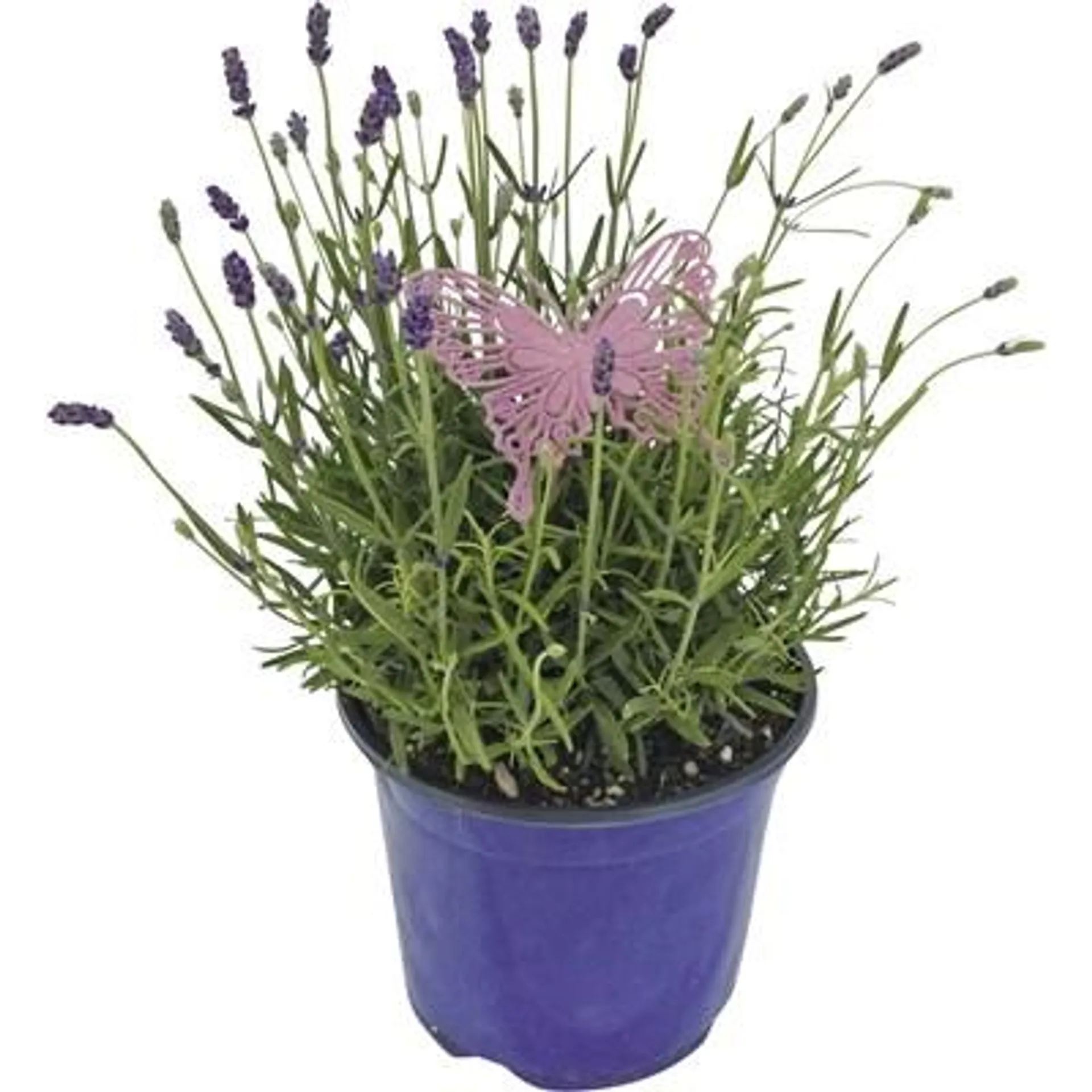 Lavendel angustifolia P19 cm