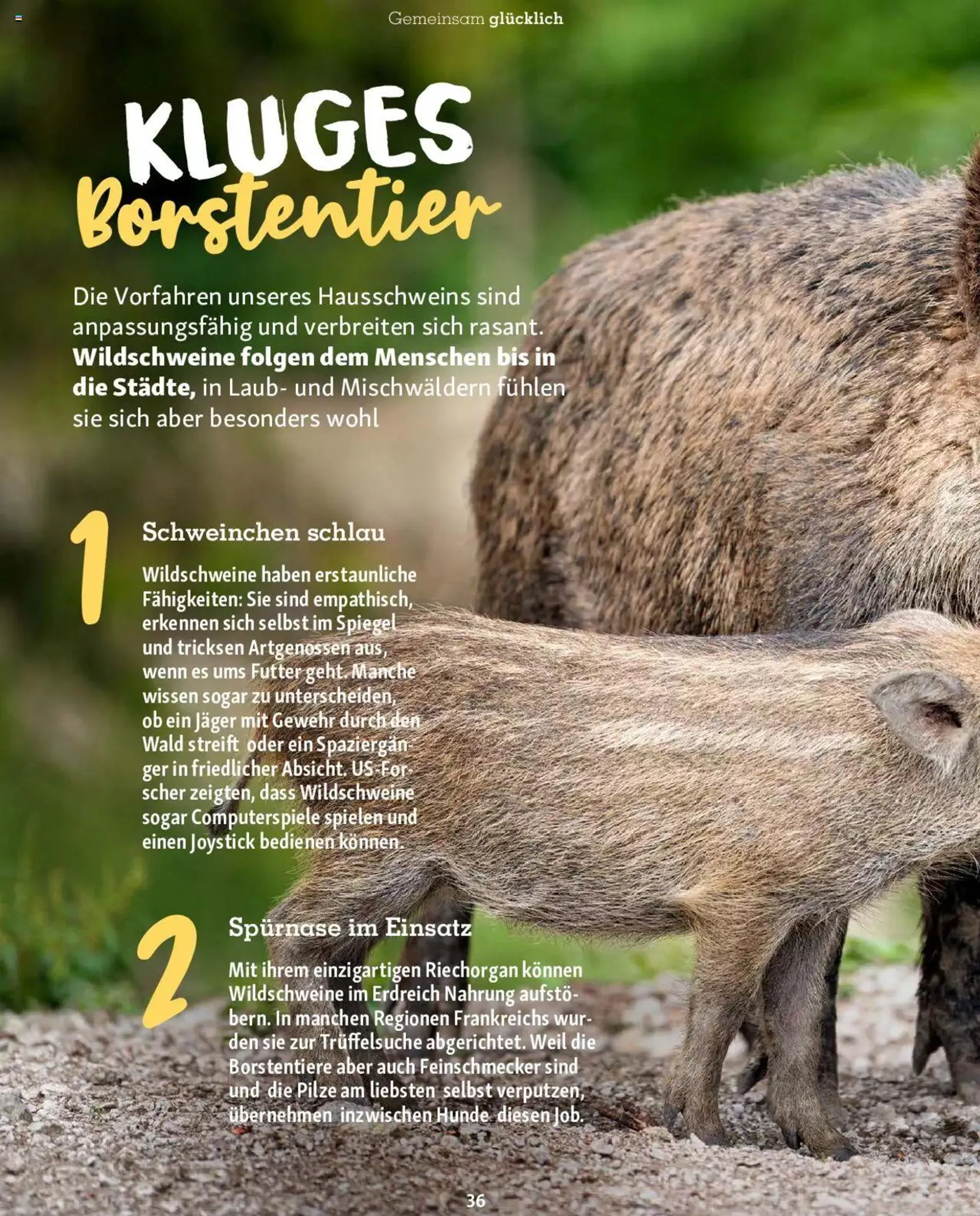 Fressnapf Magazin von 1. September bis 31. Oktober 2023 - Prospekt seite  36