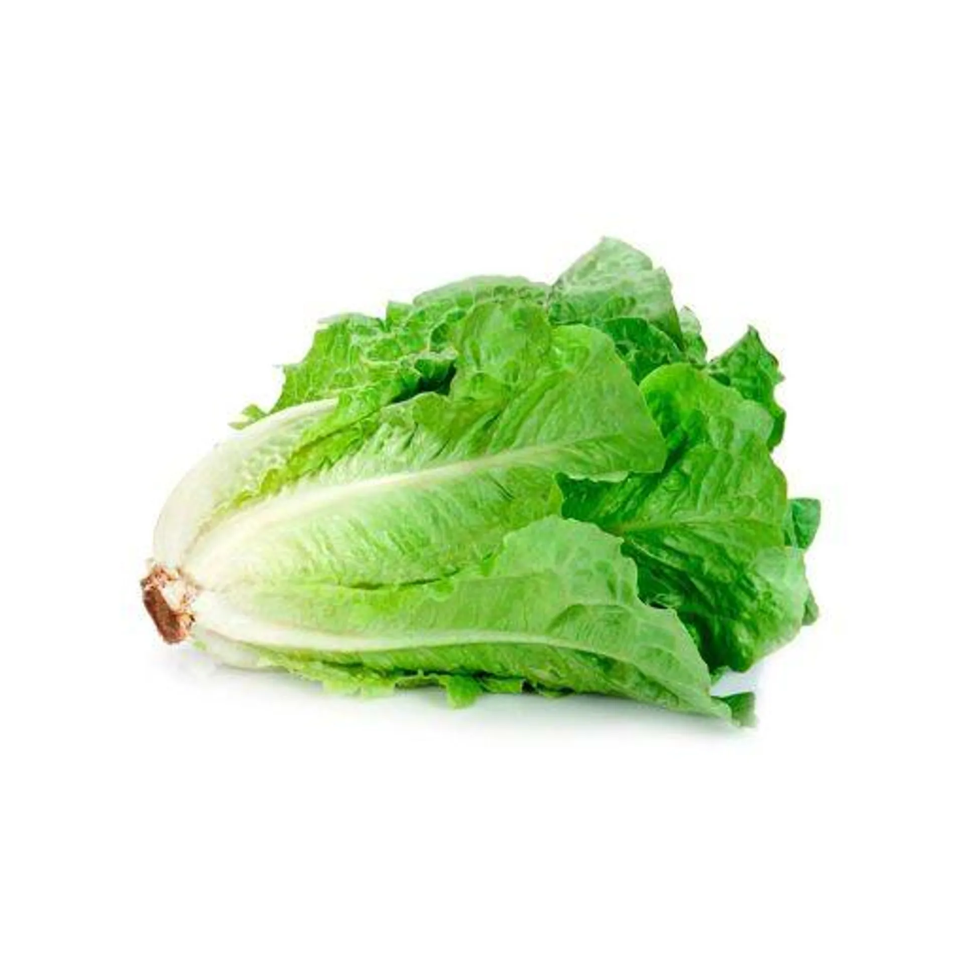 Lechuga Costina Und