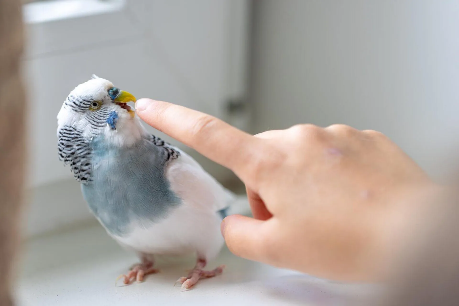 Hoe uw vogels gelukkig te houden: Essentiële verzorgingstips voor vogels