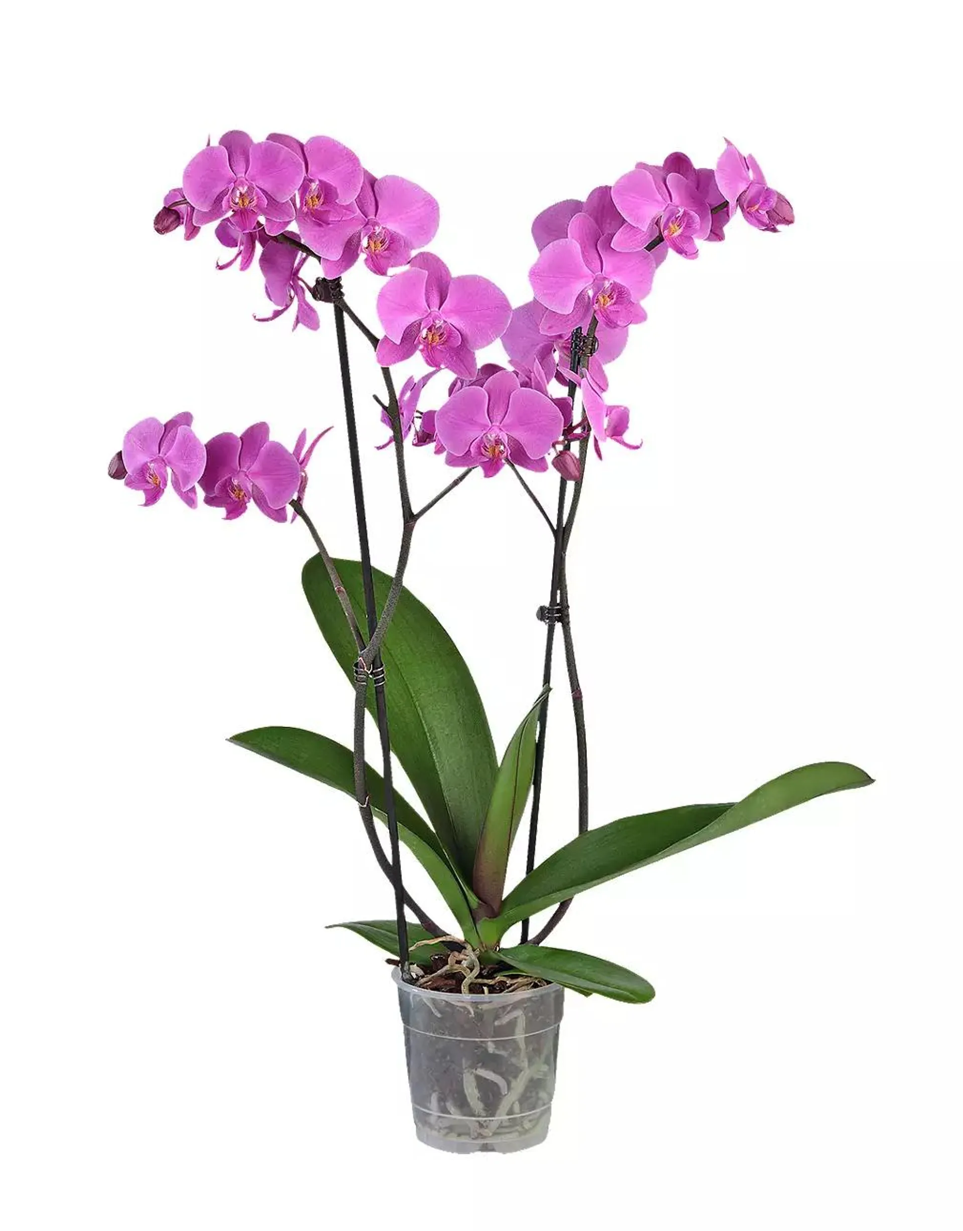 Orchidea Phalaenopsis "Premium" 2 výhony