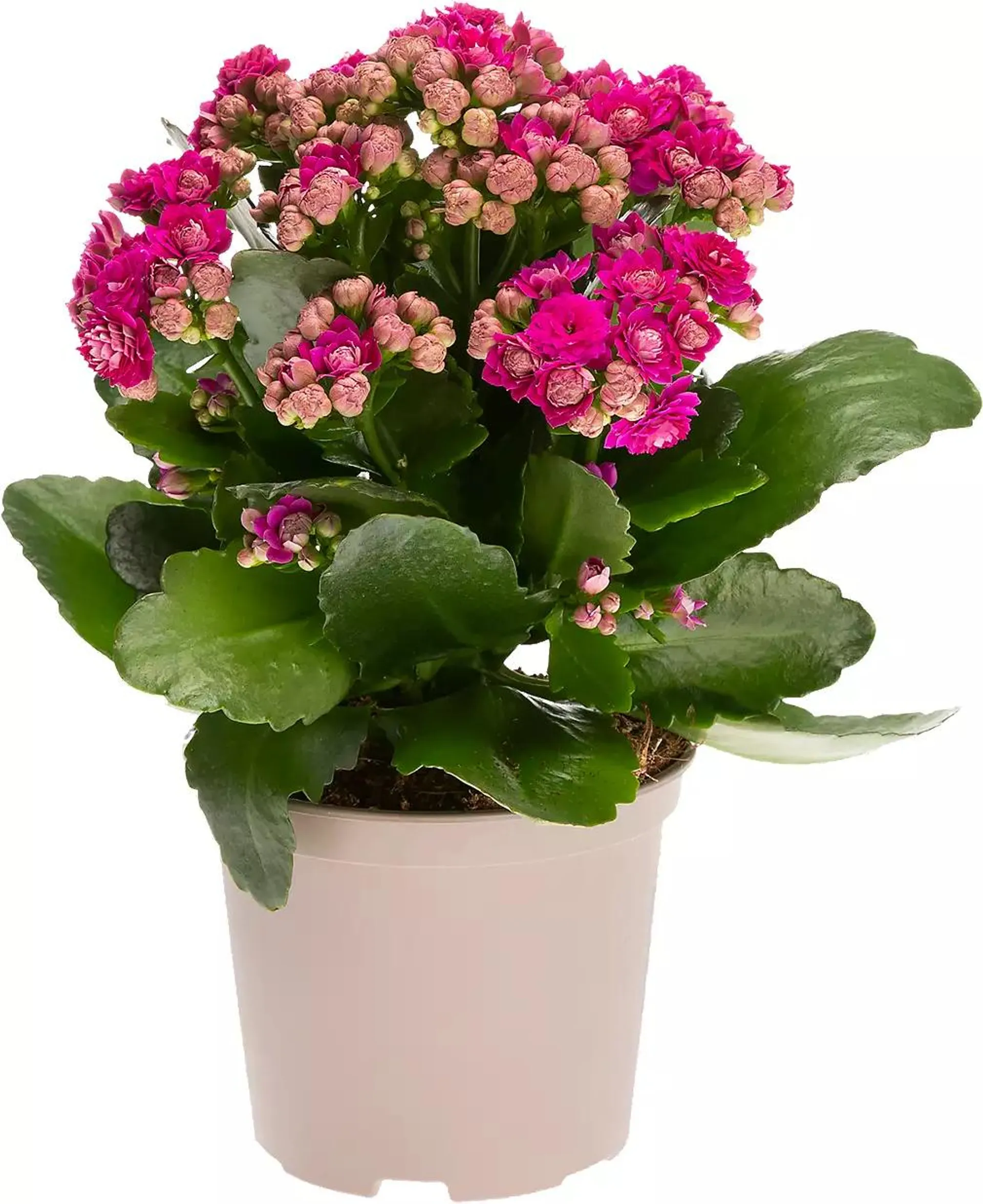 Kalanchoe plnokvětá Kolopejka