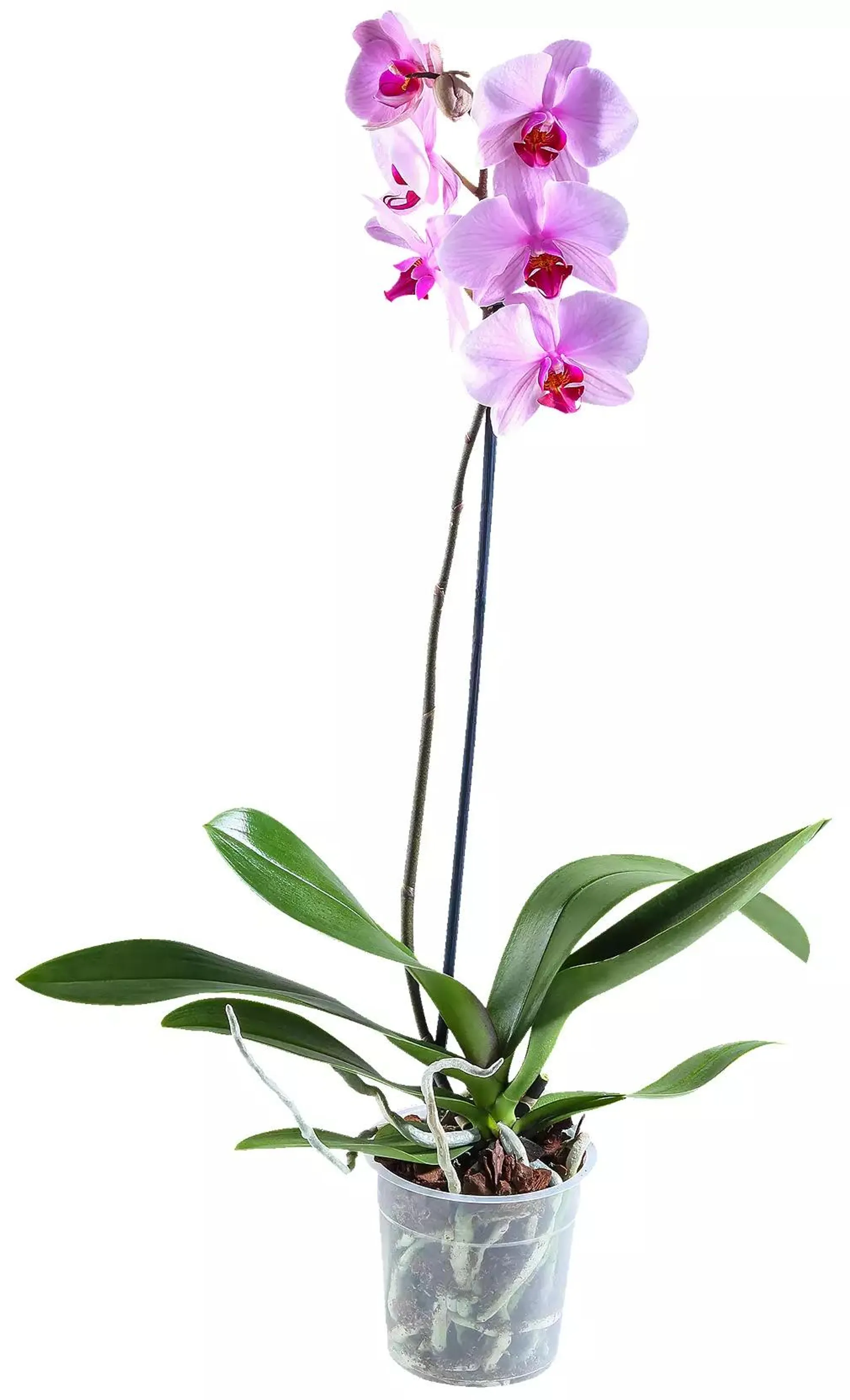 Orchidea Phalaenopsis