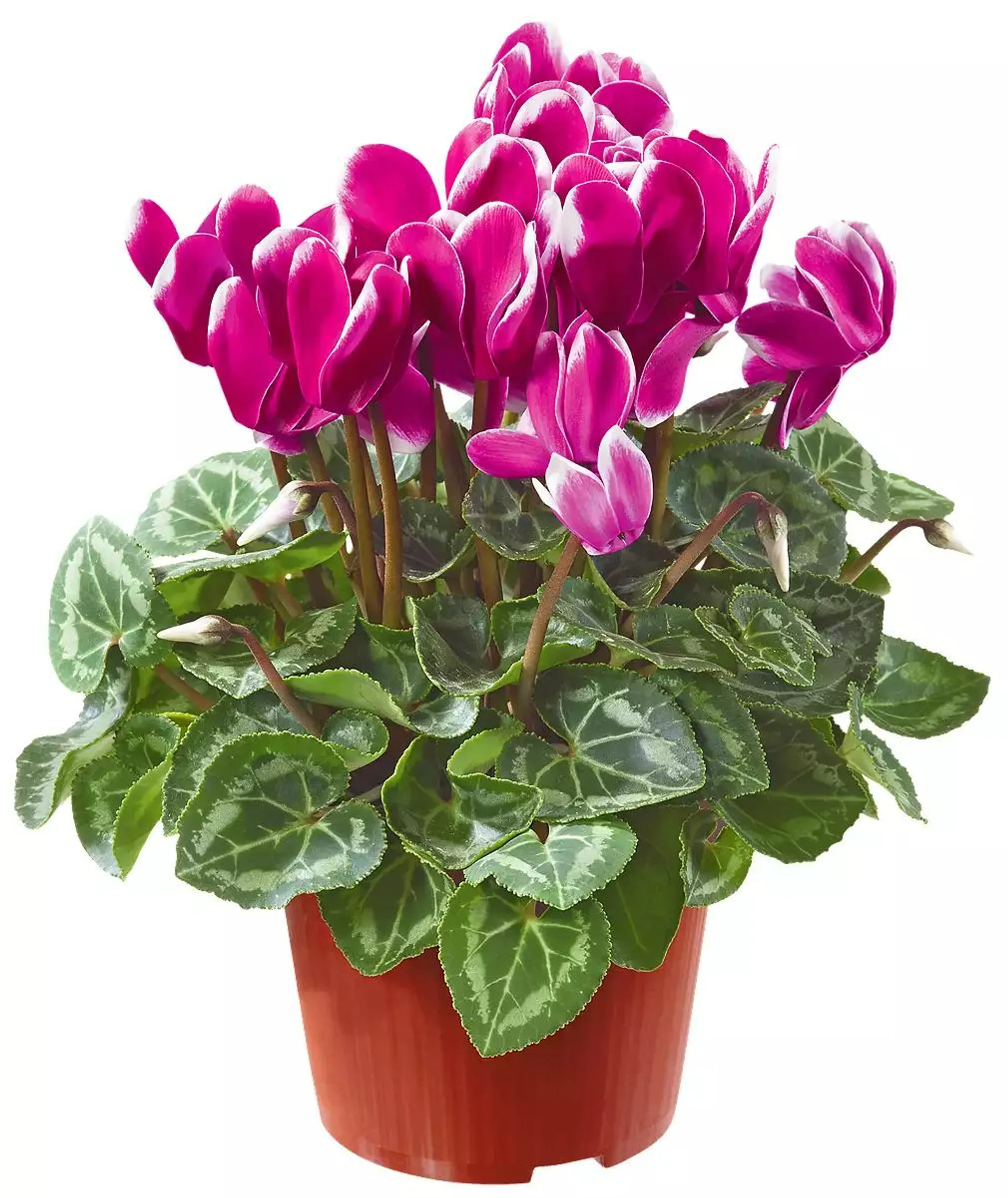 Brambořík Cyclamen persicum