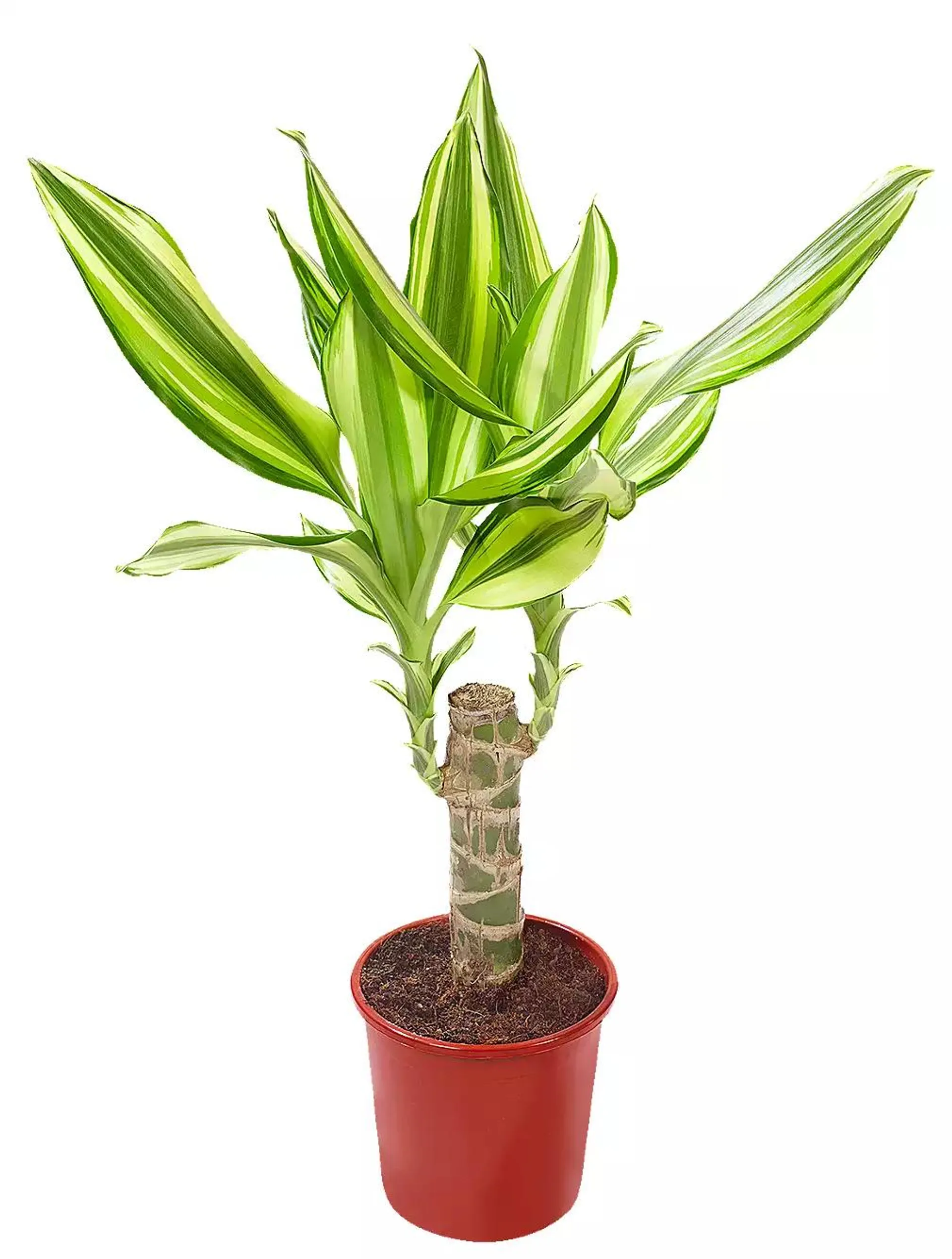 Dracaena fragrans