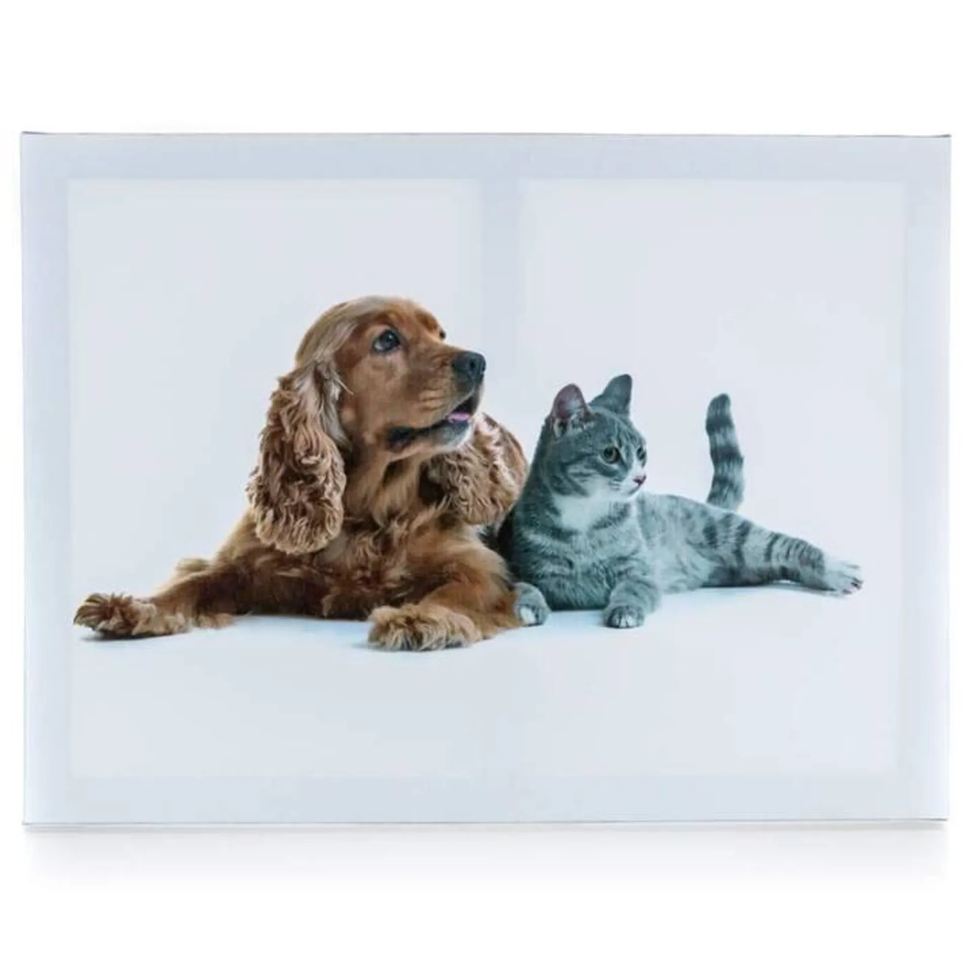 Obraz na plátně DOG AND CAT I 40x30 cm, motiv pes s kočkou