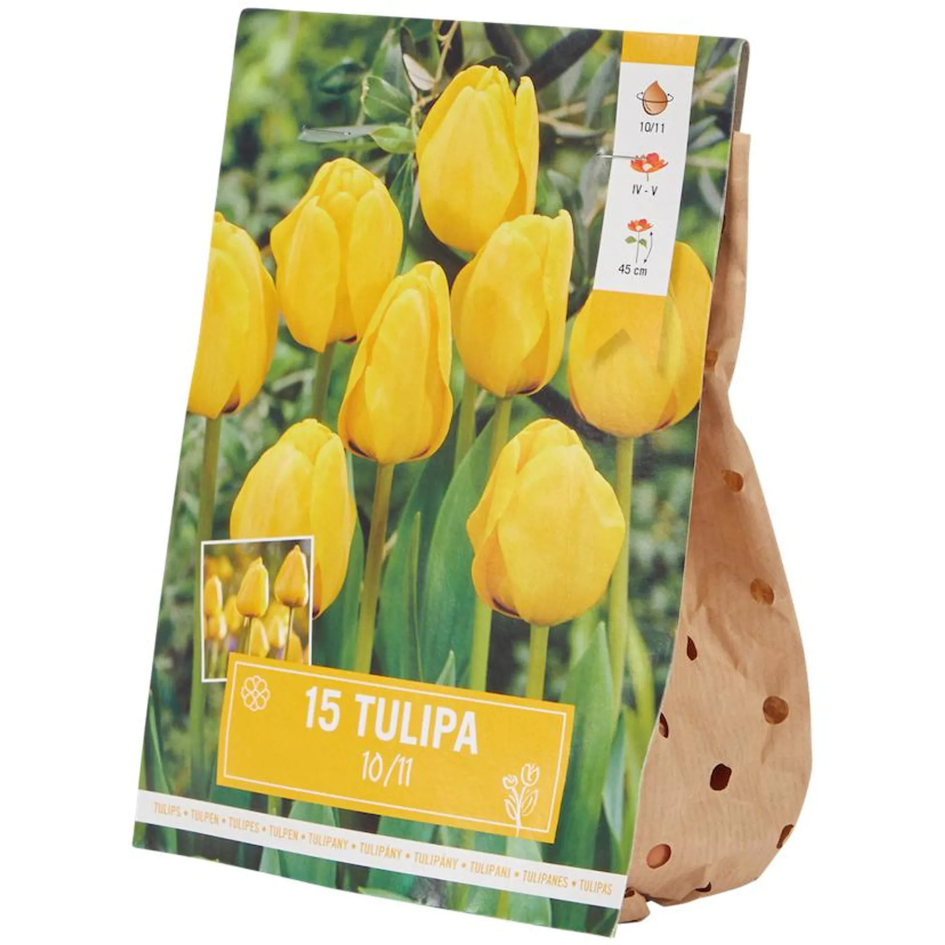 Tulpenzwiebeln