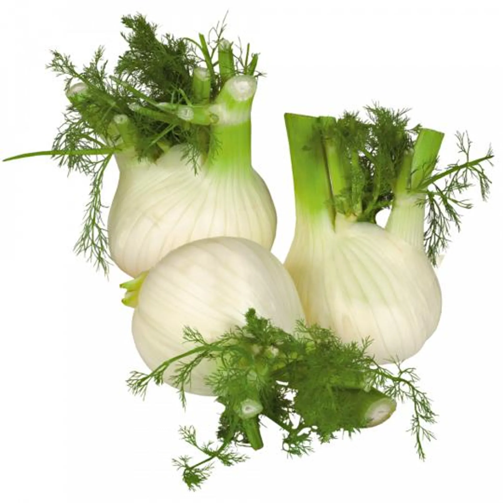 Fenchel