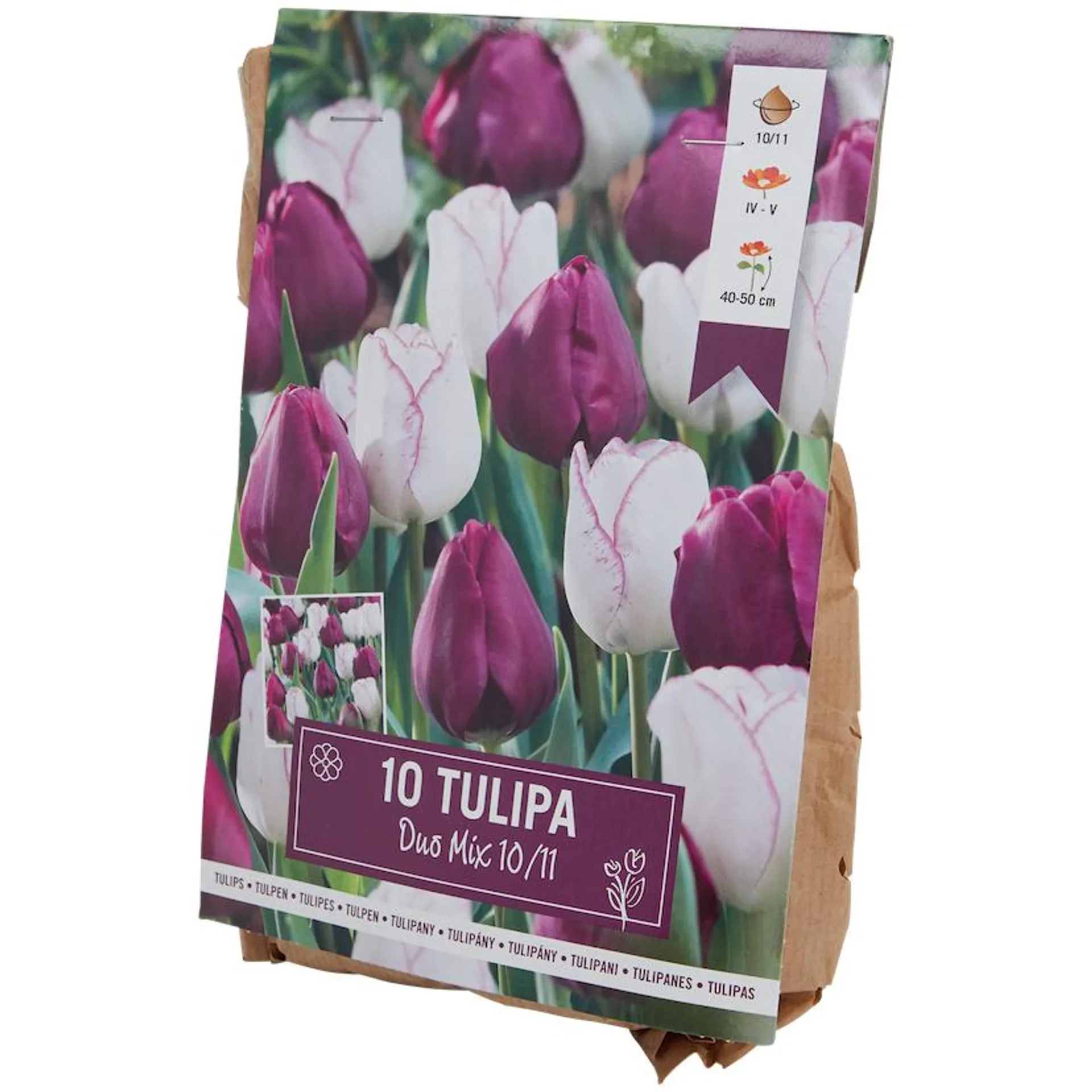 Tulpenzwiebeln