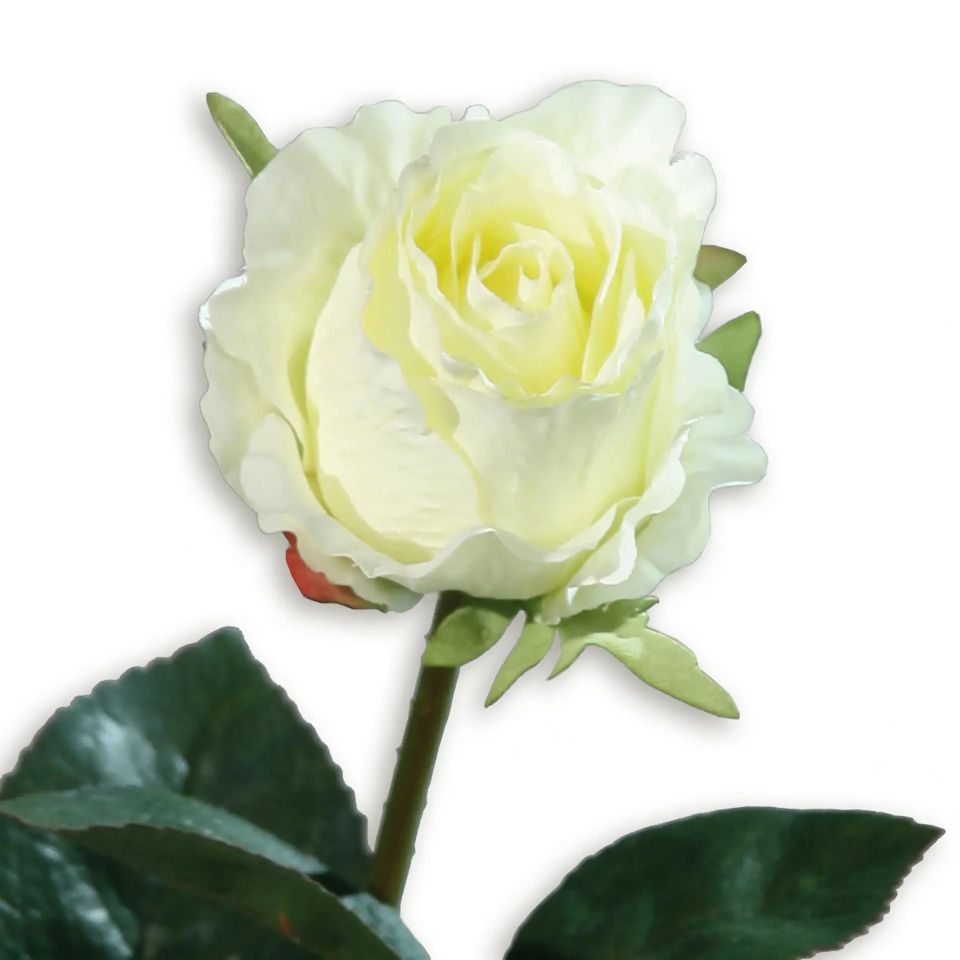 Kolumbianische Rose - Kunstblume - cream