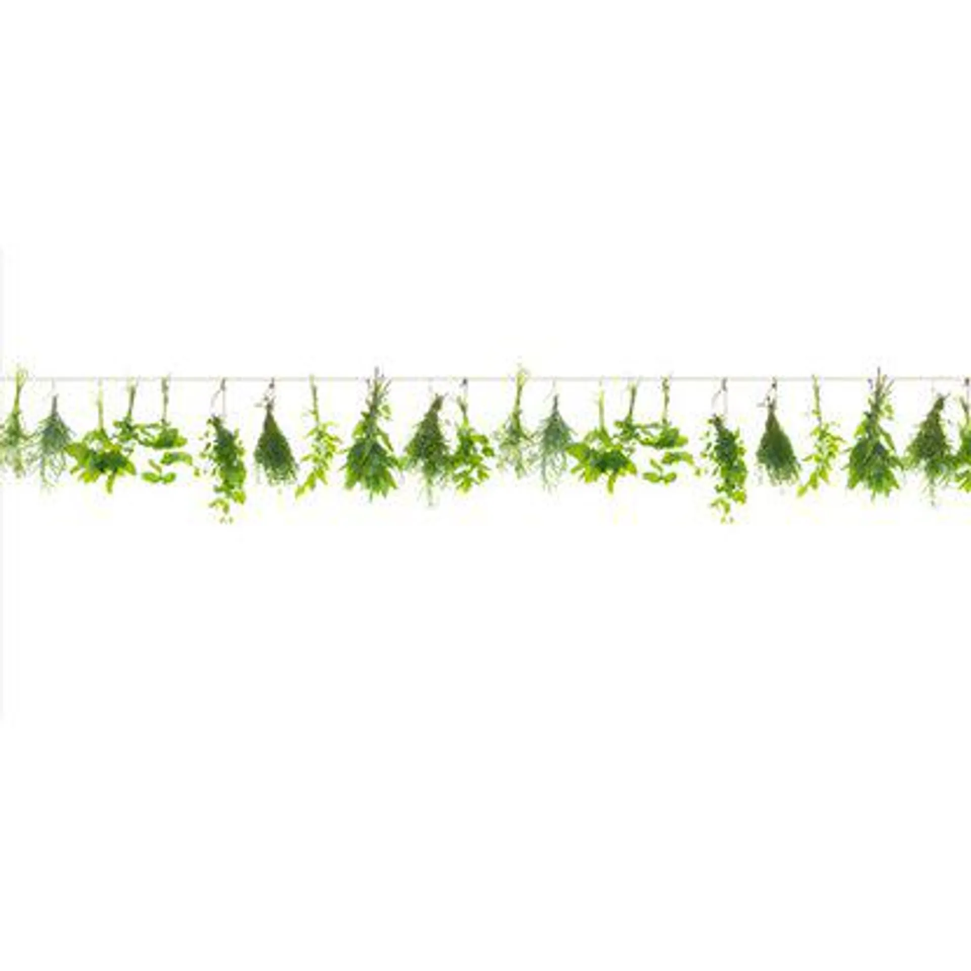 Spritzschutz-Rückwand WandArt easy 120 x 58,5 cm Herbs Line (D3106P BRIL) FSC®