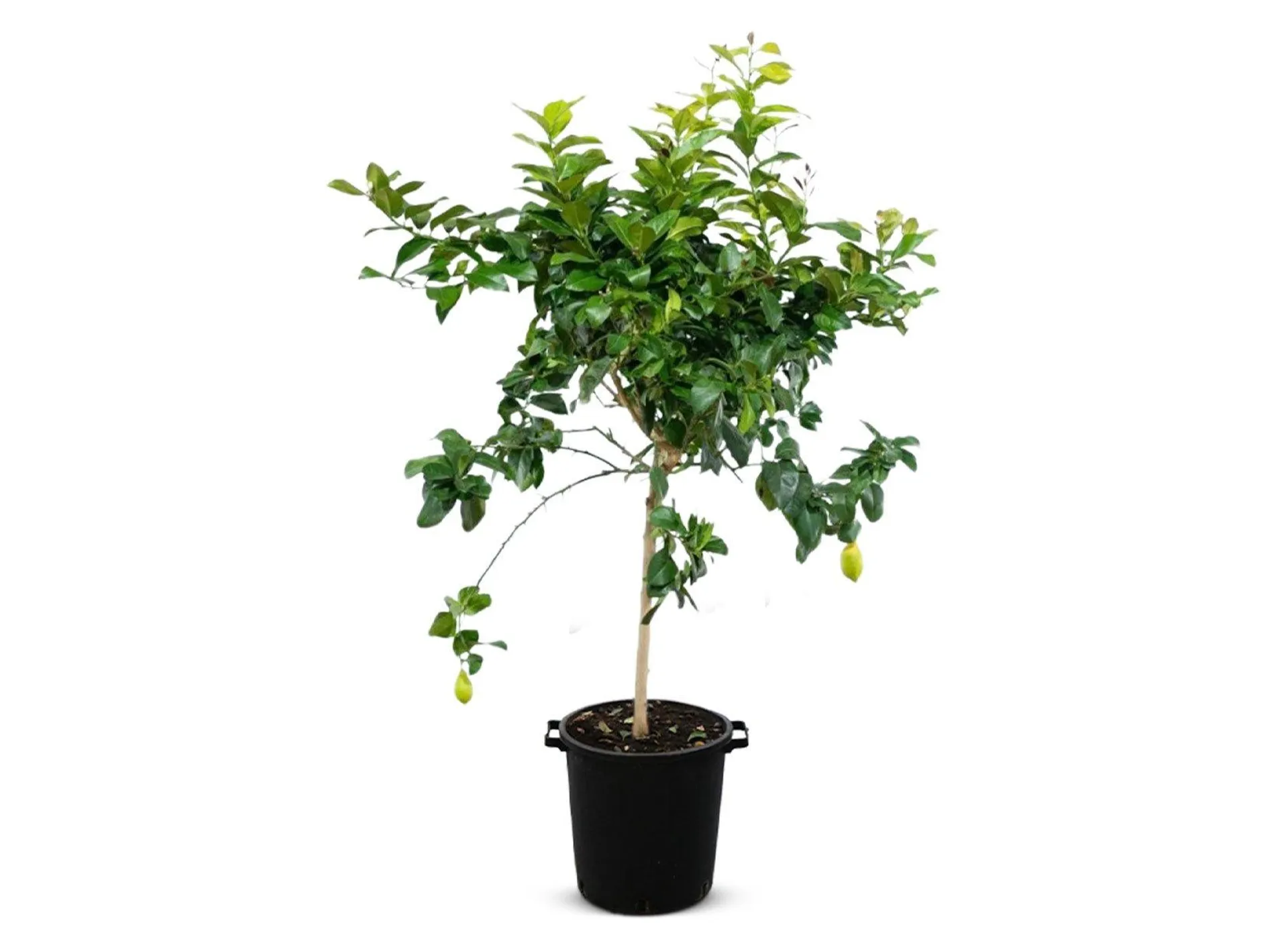 Zitronenbaum Citrus limon 140-160cm