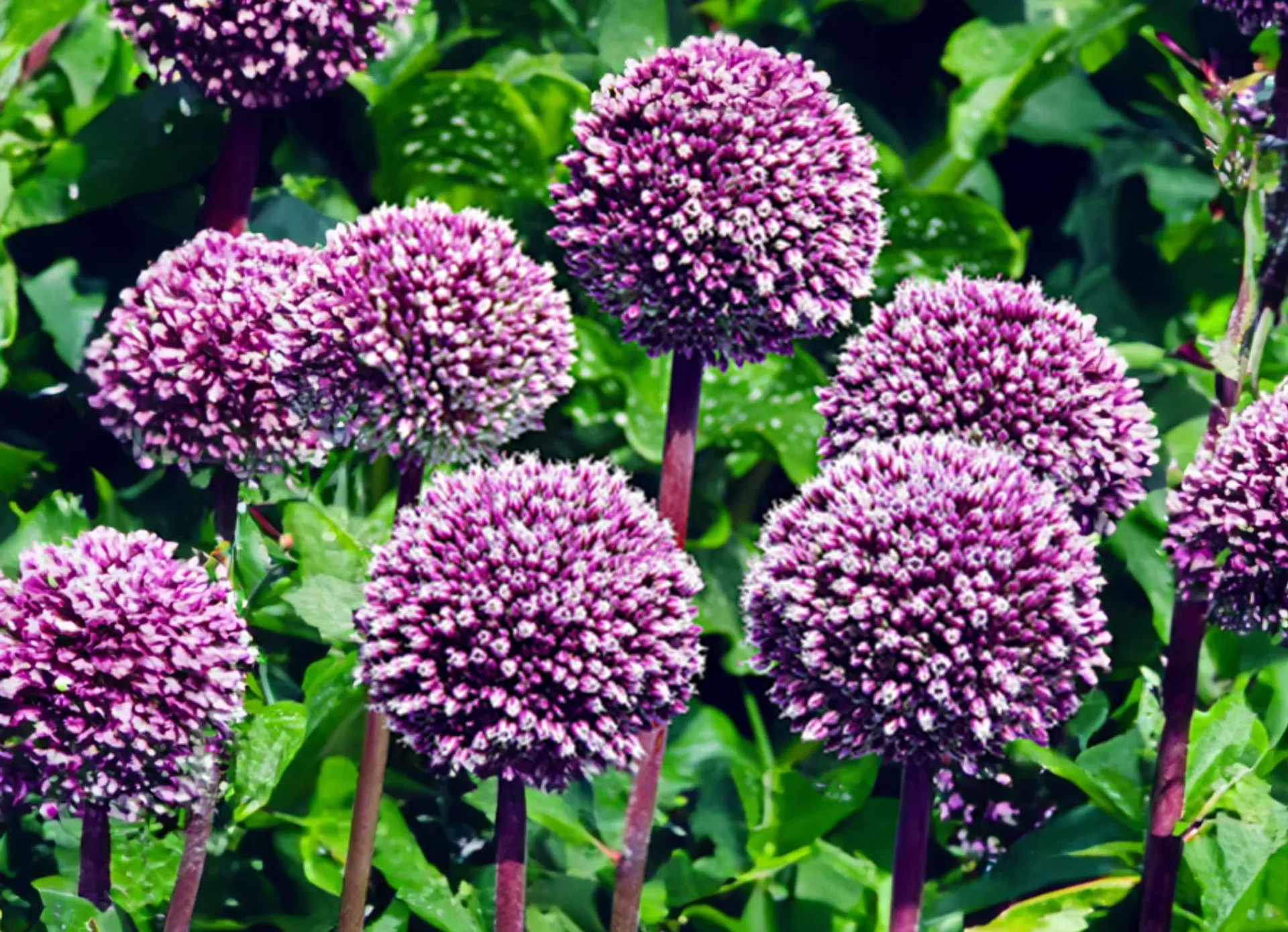 Blumenzwiebelmix Allium 5 Sorten 16 Stück