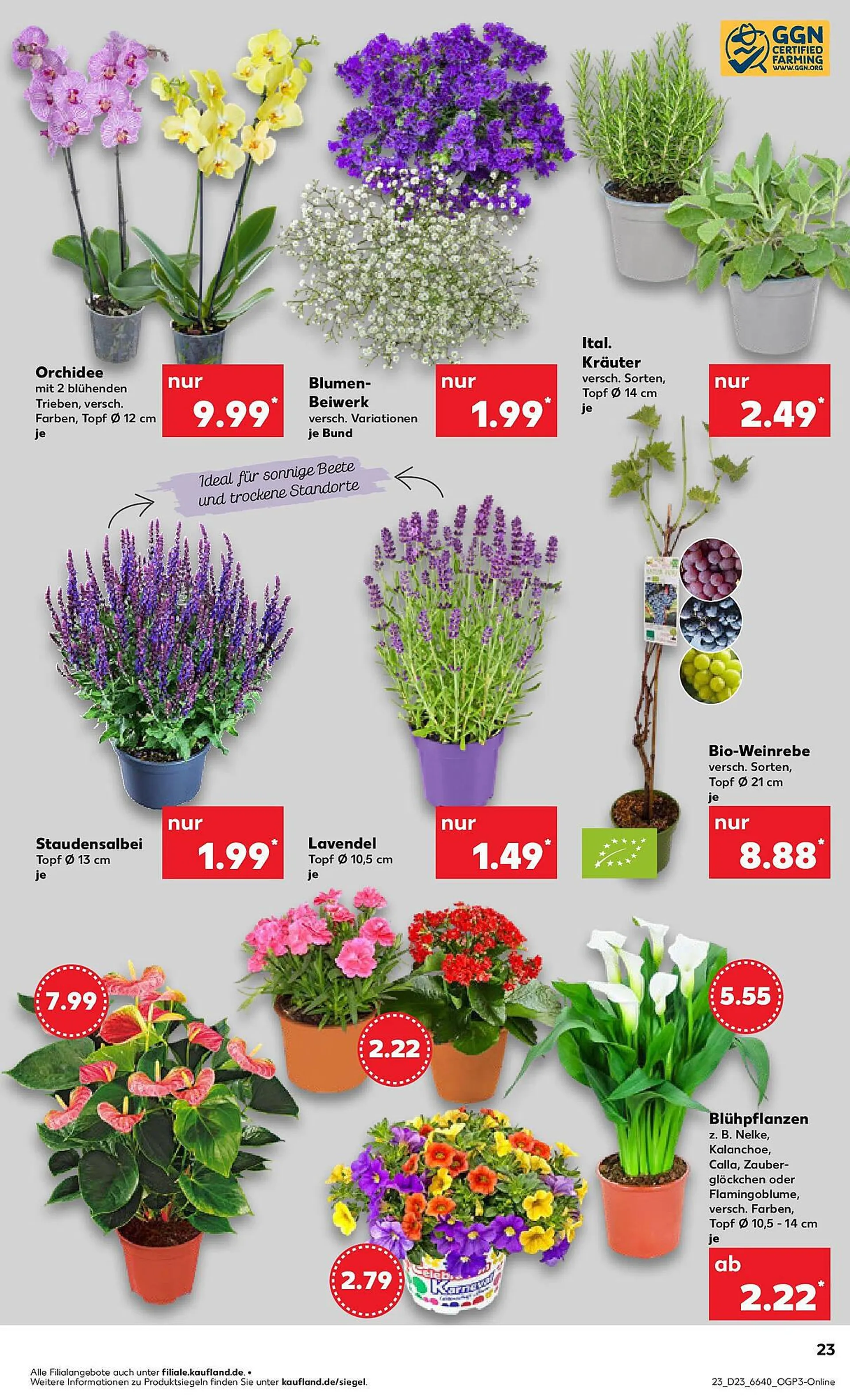 Kaufland Prospekt von 9. Juni bis 11. Juni 2025 - Prospekt seite 38