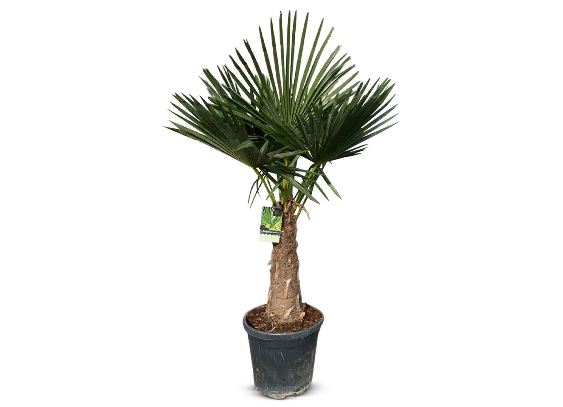 Hanfpalme Trachycarpus fortunei 190-210cm