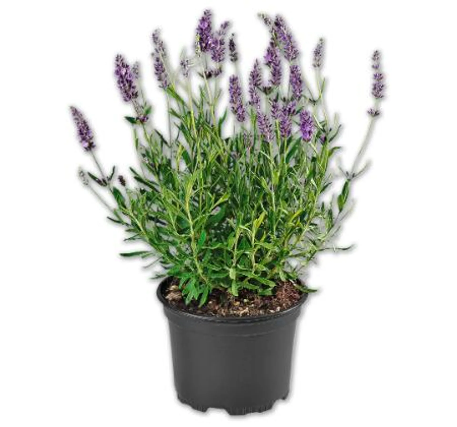 Lavendel*
