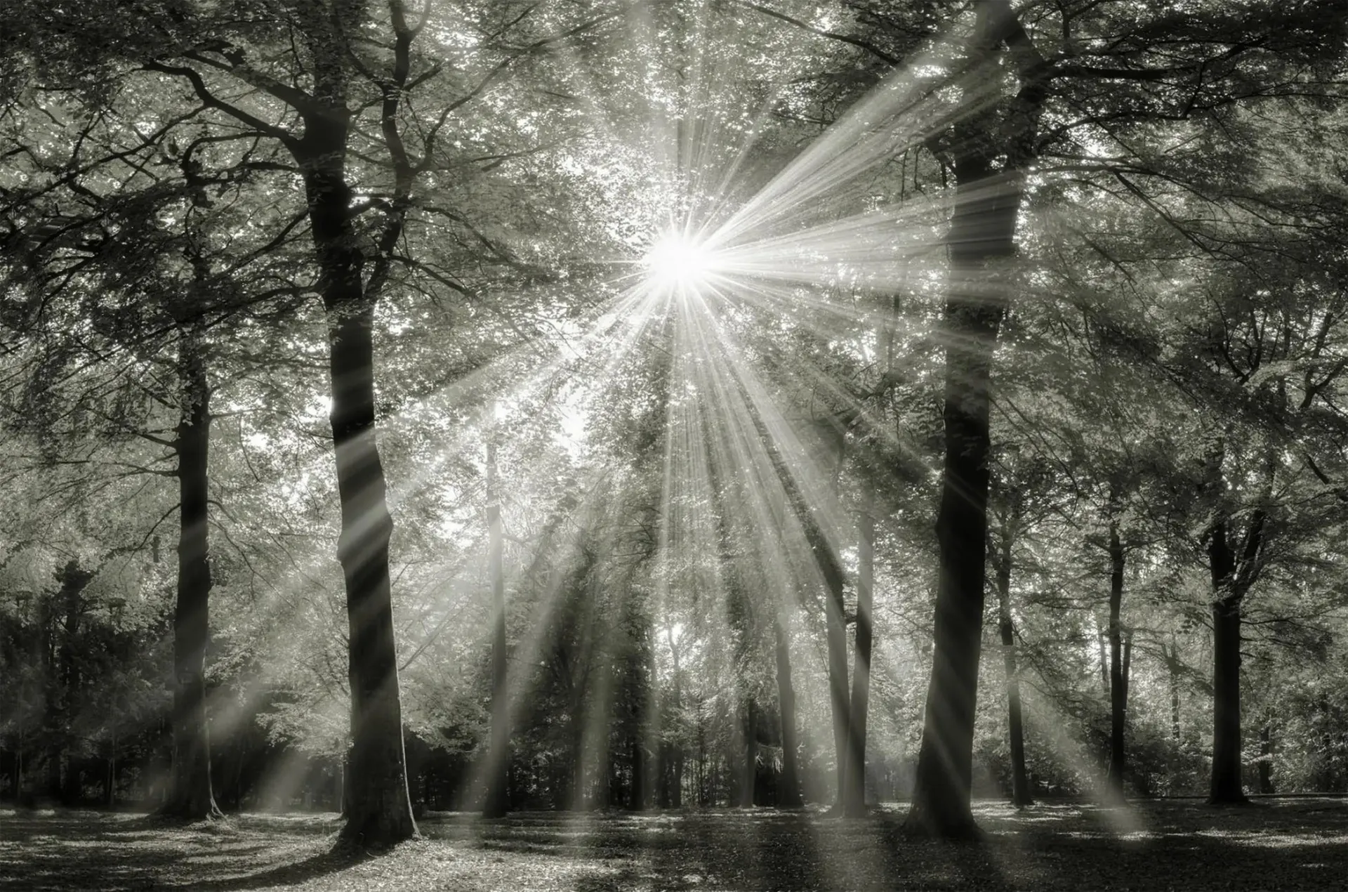 Keilrahmen-Bild WALD MIT SONNENSTRAHLEN - sepia - 118x78 cm