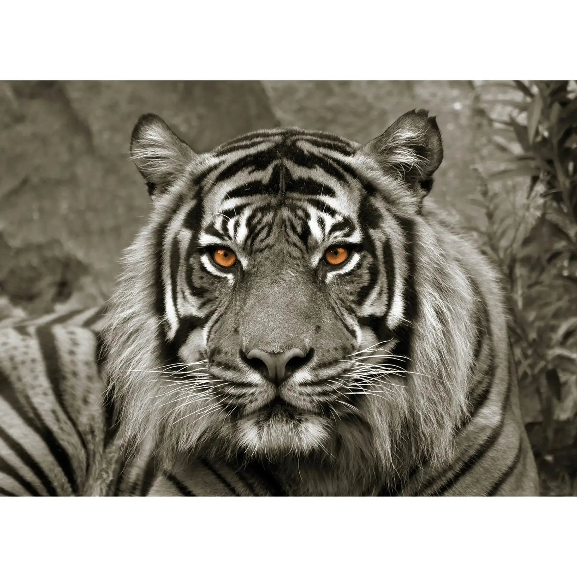 Keilrahmenbild TIGER - 118x78 cm