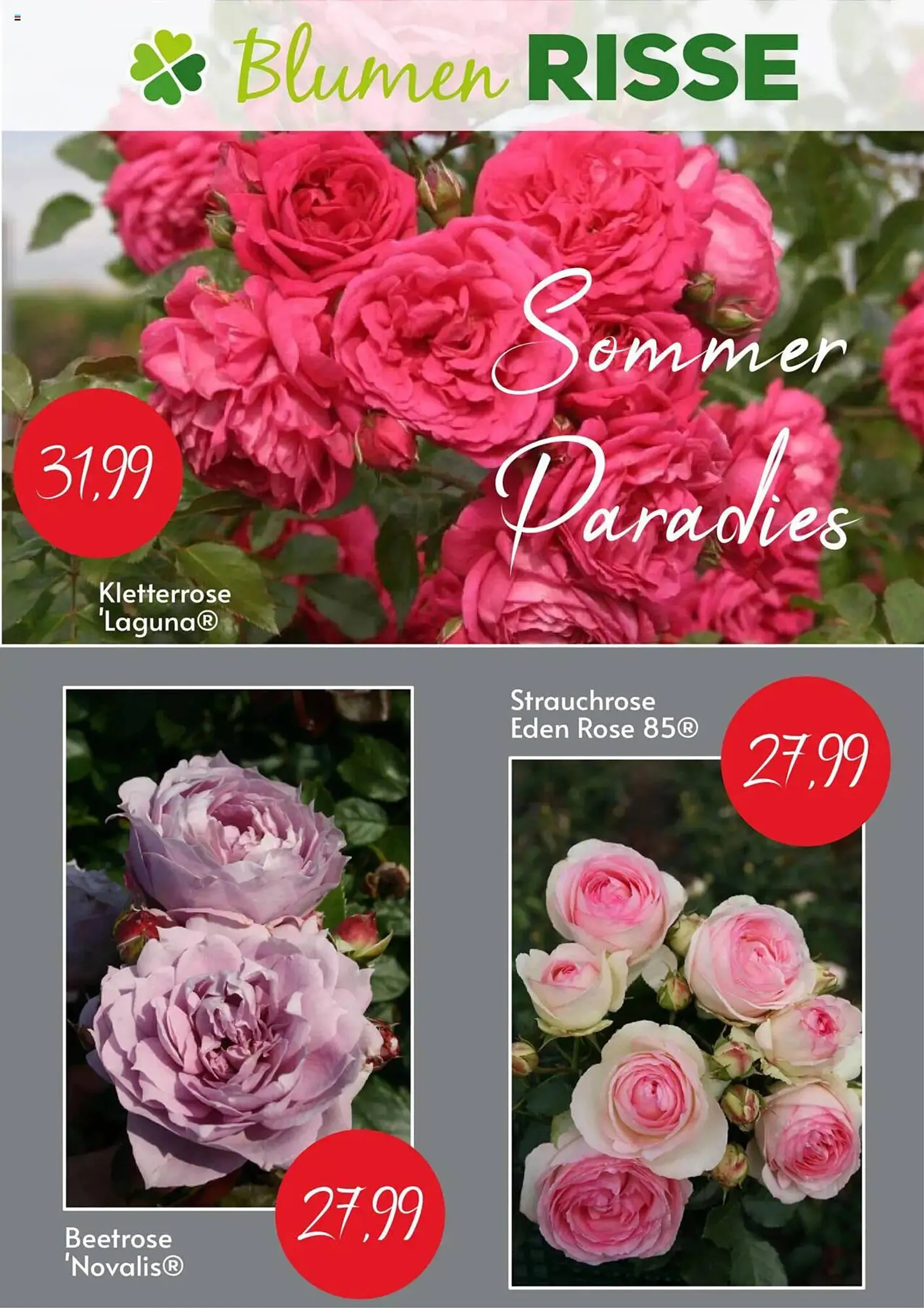 Blumen Risse Prospekt von 10. Juni bis 29. Juni 2025 - Prospekt seite 1