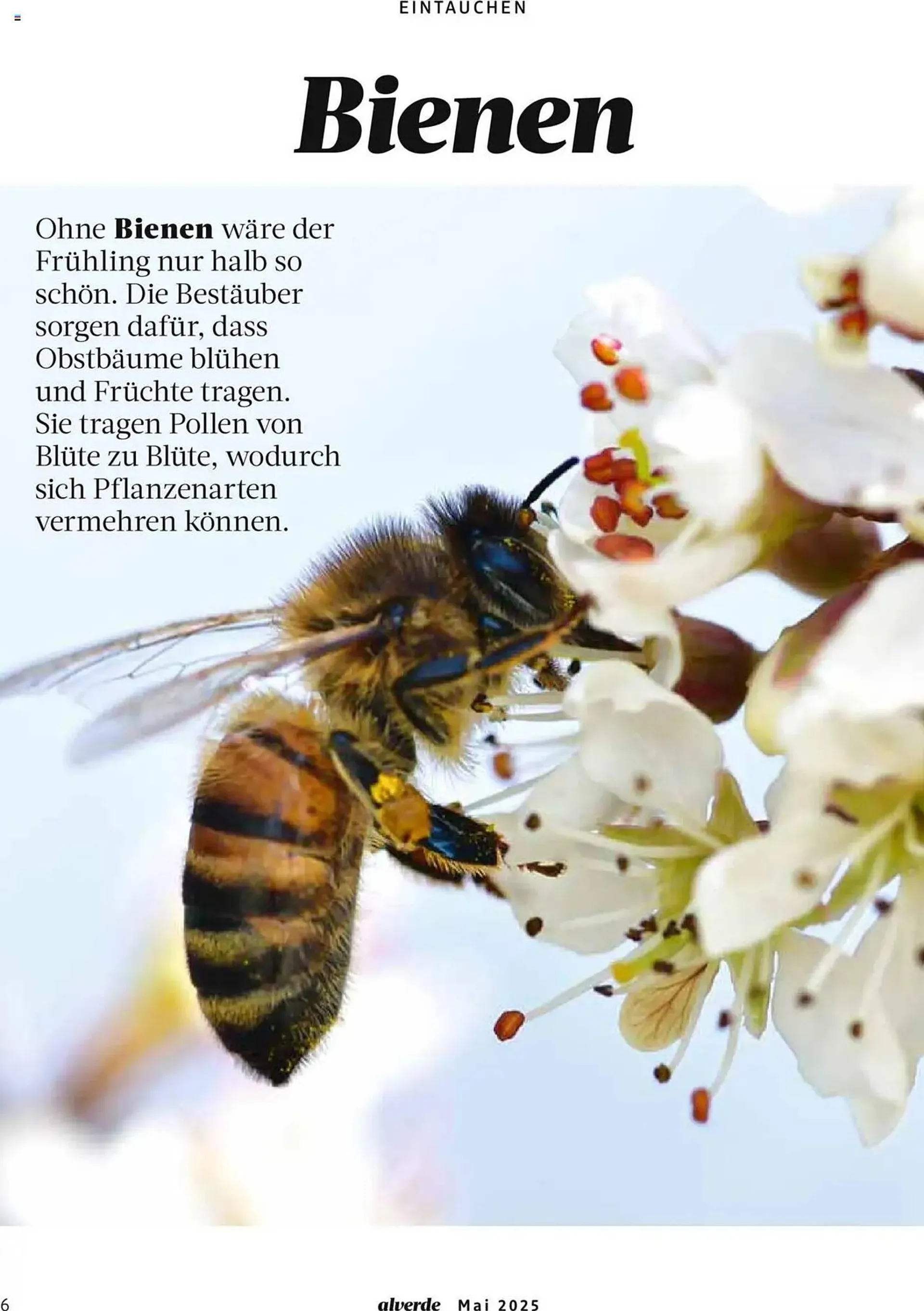 dm drogerie Prospekt von 1. Mai bis 31. Mai 2025 - Prospekt seite 6