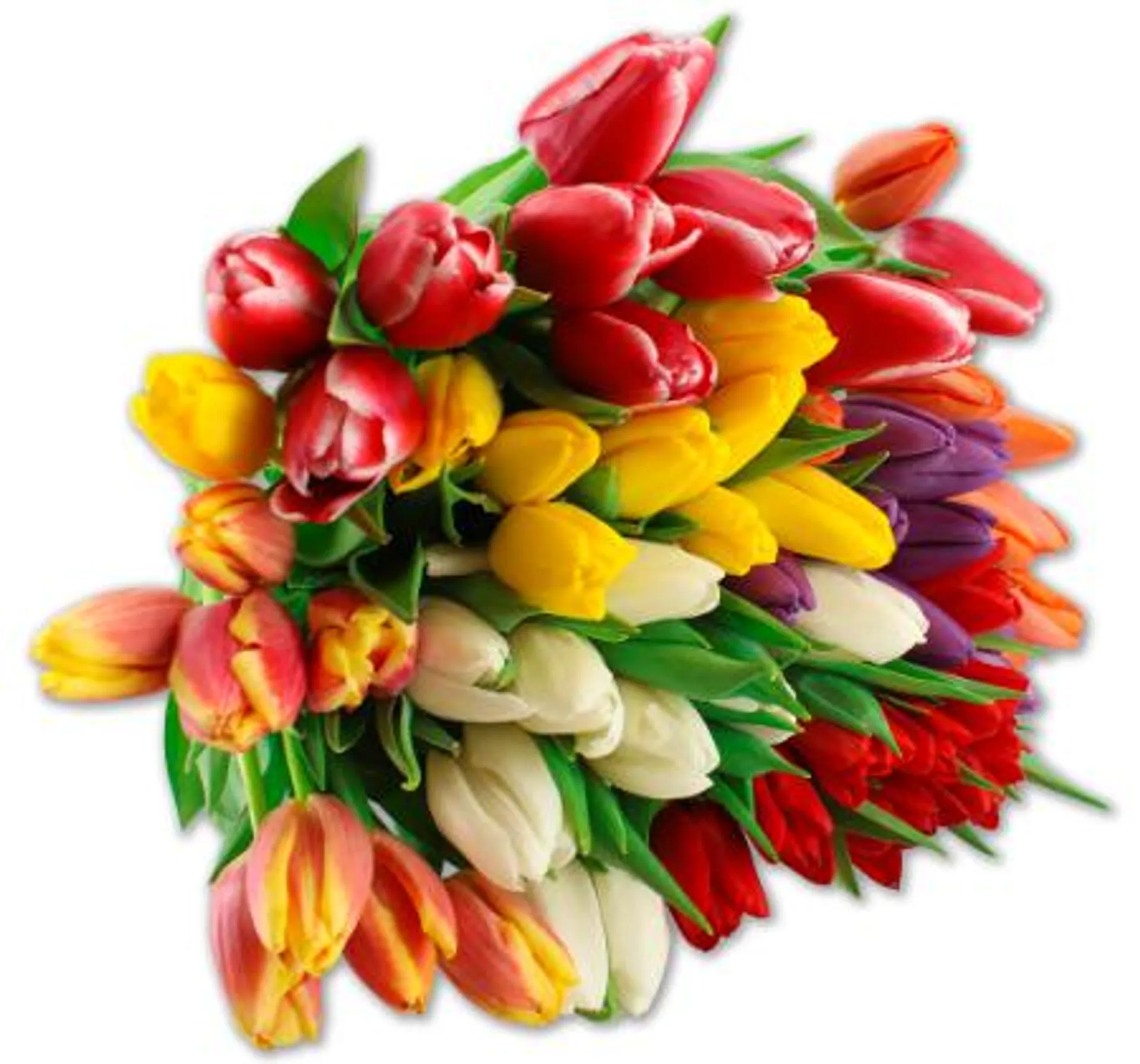 Wunderschöne Tulpen*