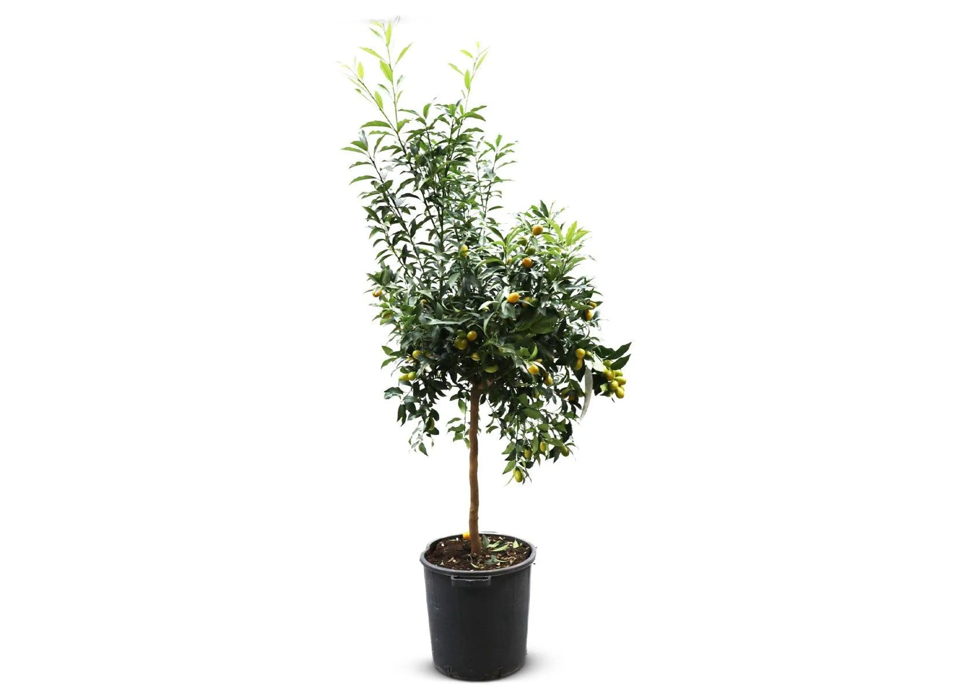 Zwergorangenbaum Citrus fortunella Kumquat 140-160cm