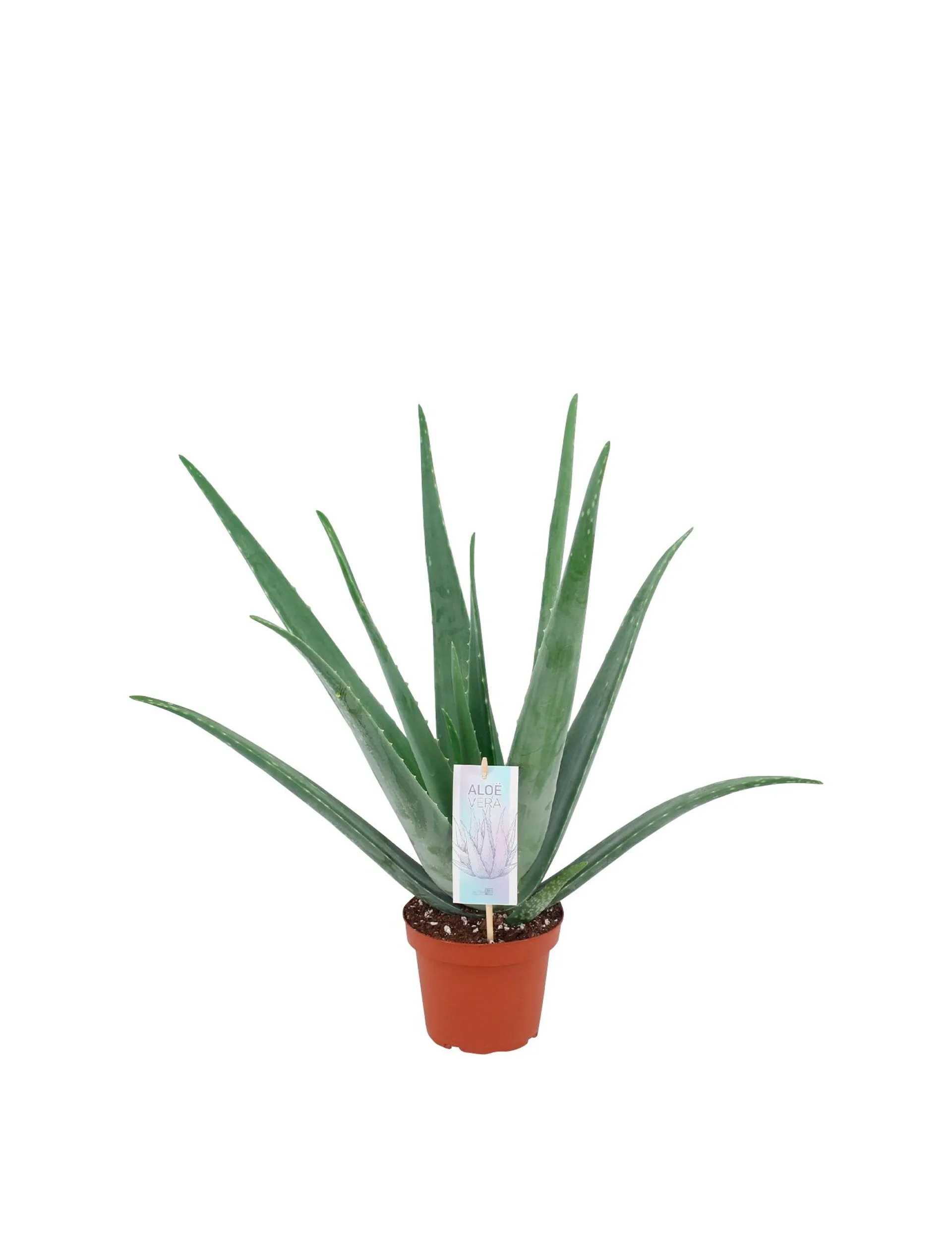 Aloe vera, Aloe vera, Ø13 cm potte