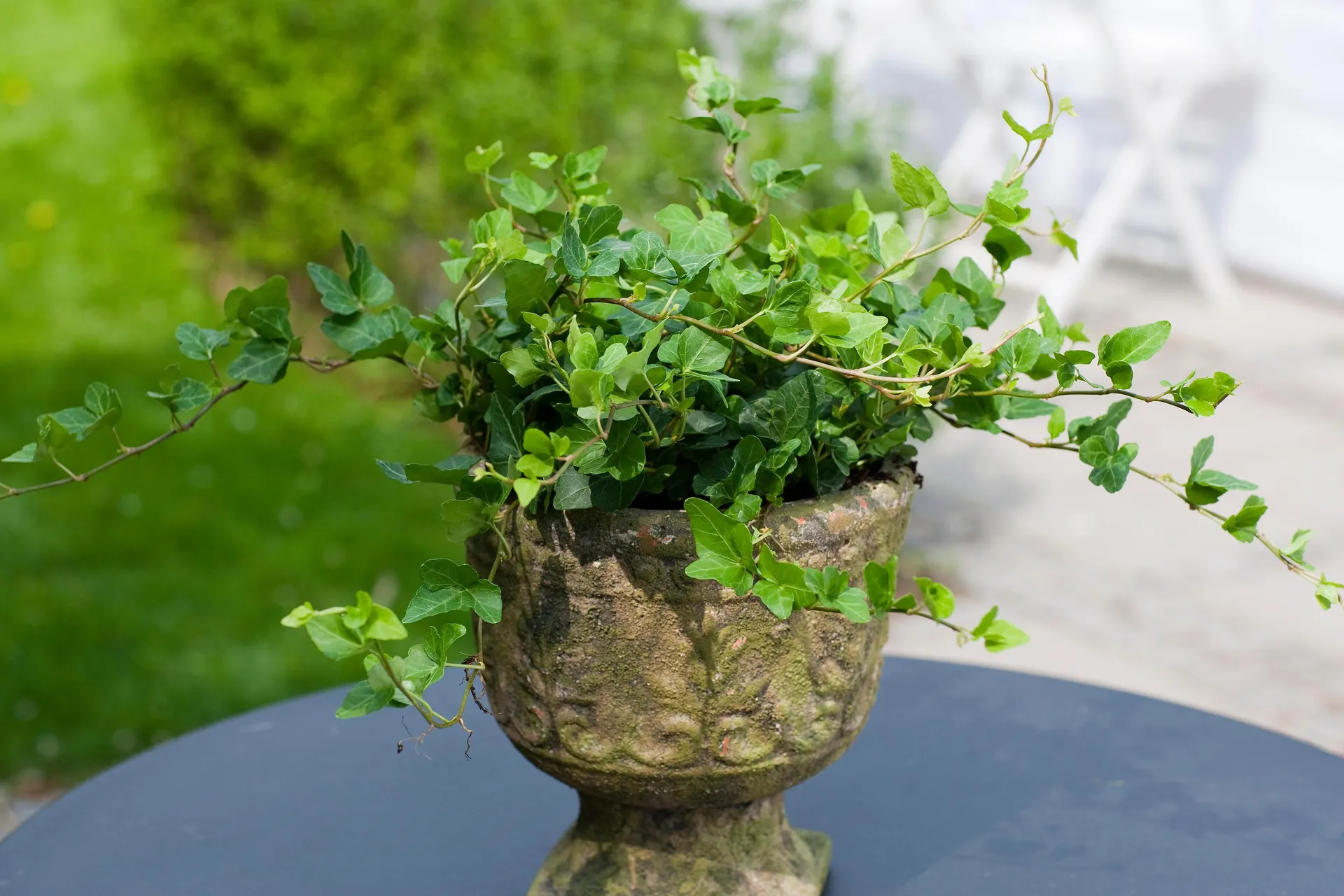 Efeu - vinterhårfør, Hedera Hibernica Hestor, Ø11 cm potte