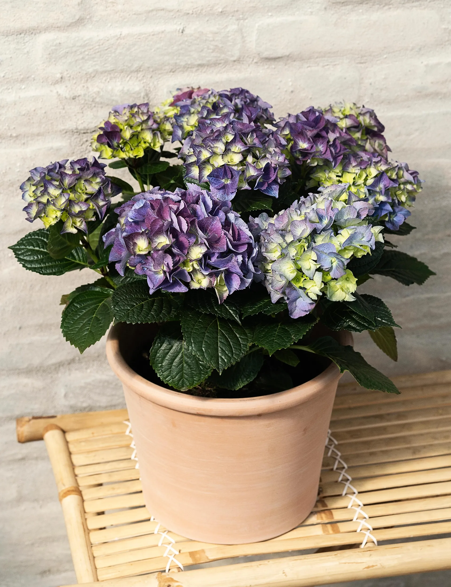 Krukkehortensia blå, Hydrangea macrophylla, Ø21 cm potte