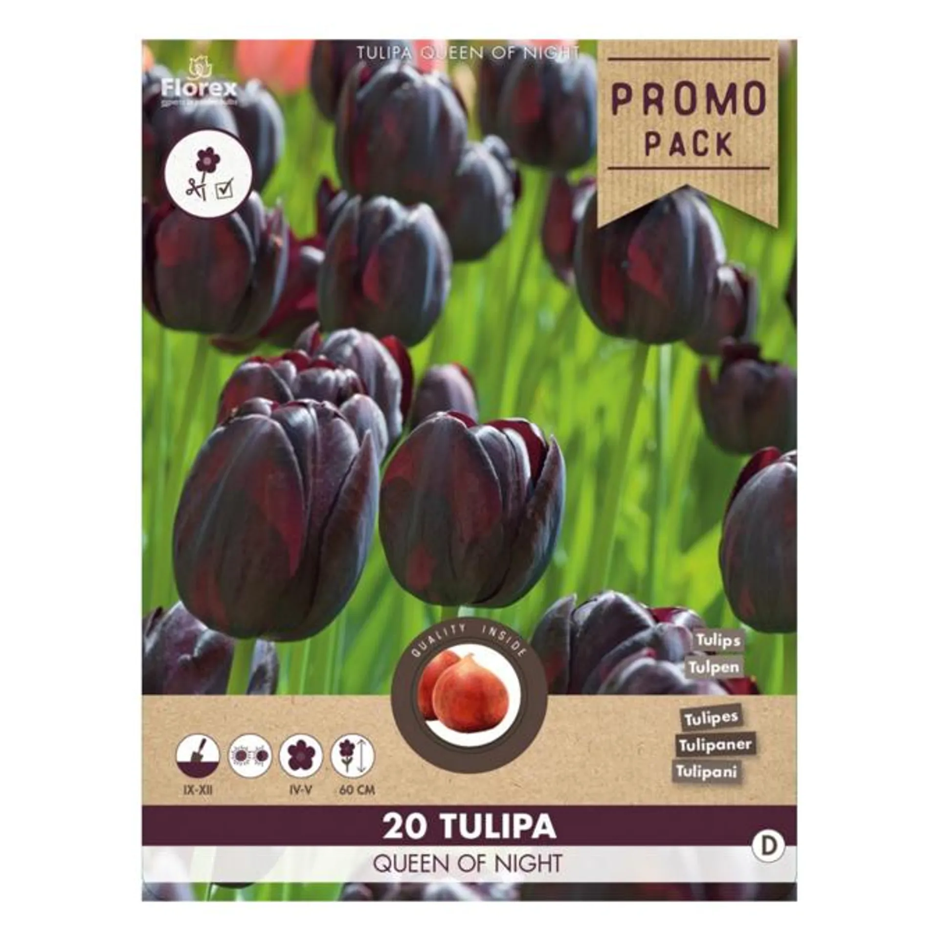 Tulipan løg , Tulip 'Queen of Night'. Pakke med 20 løg