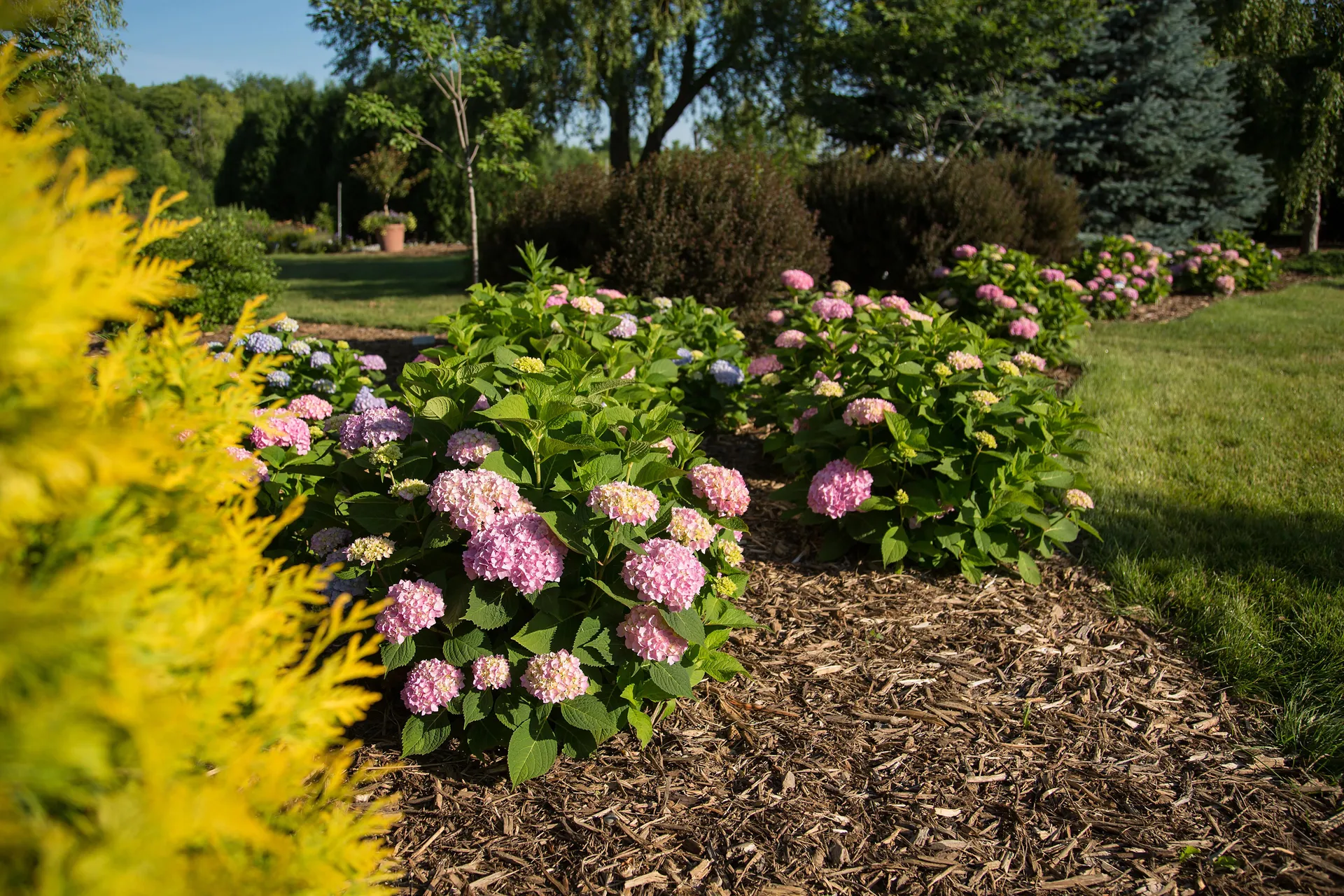 Havehortensia, Endless Summer, Hydrangea 'Pop Star'® Rosa, 5 liter potte,25+cm