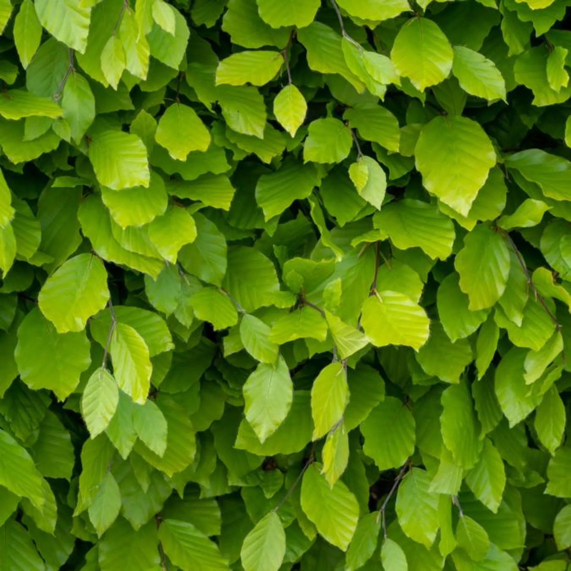 Almindelig bøg, barrod, Fagus sylvatica, 100-120 cm. 10 stk. bdt