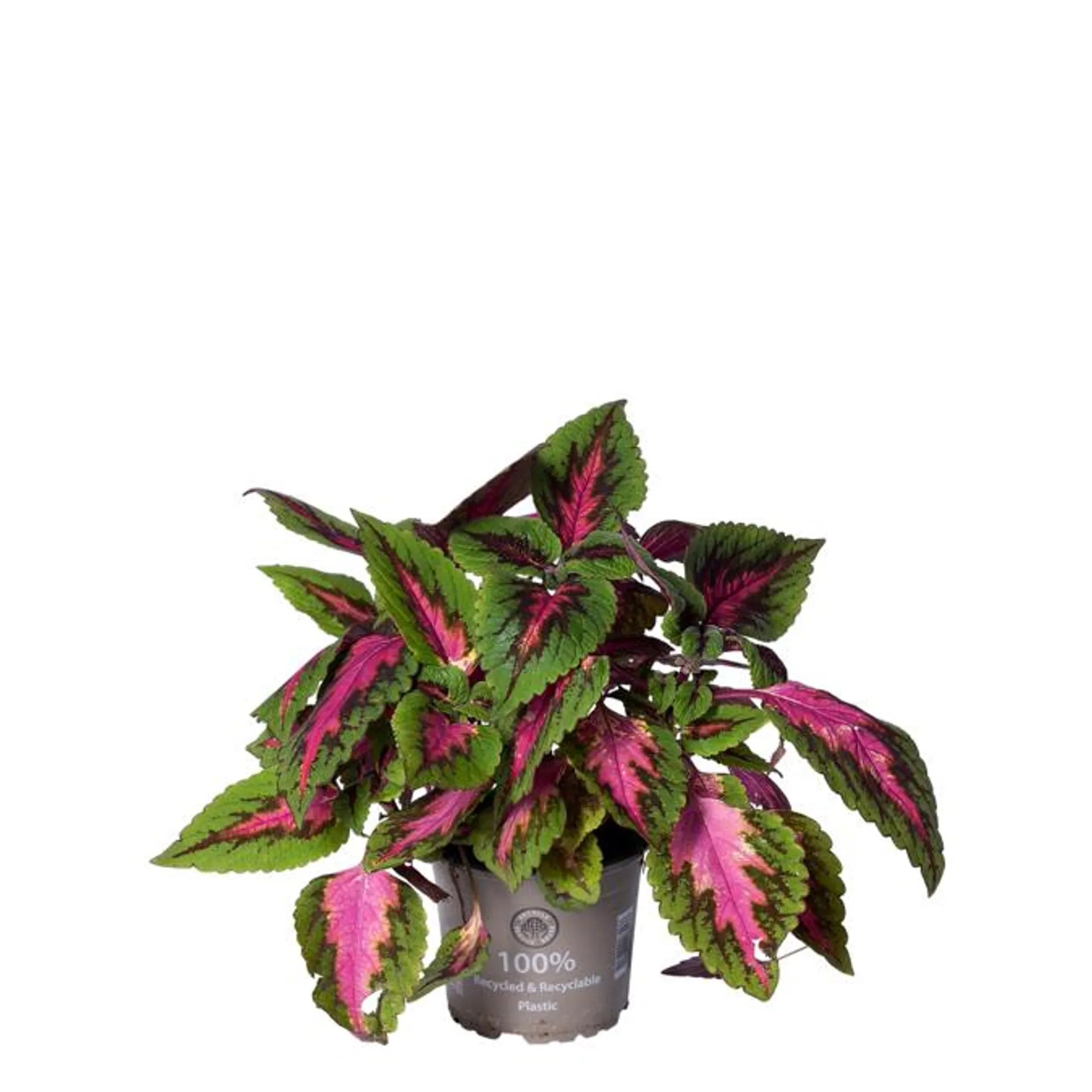 Paletblad flere variationer, Coleus hybrid, Ø12 cm potte