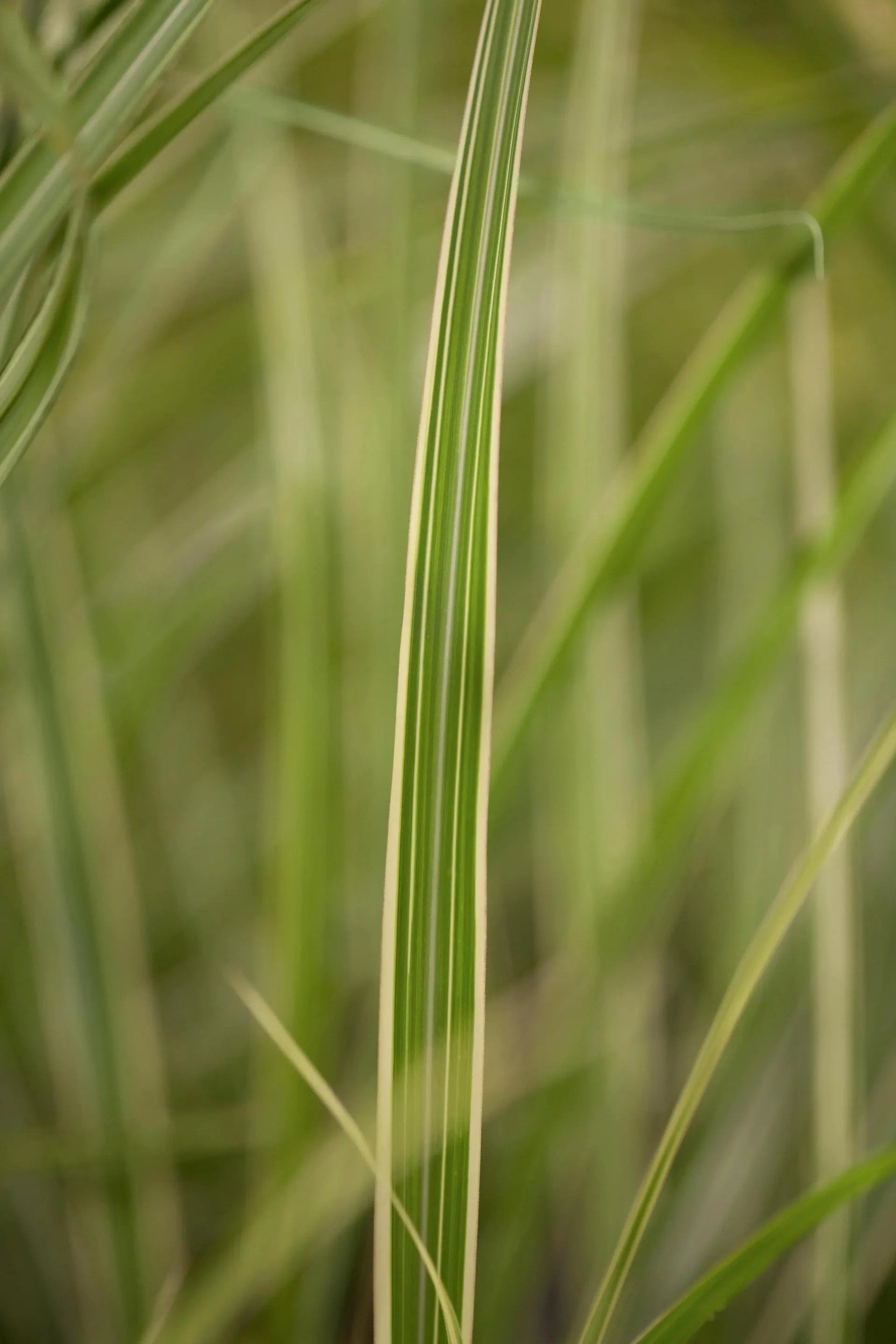 Hvidbroget elefantgræs, Miscanthus sin. var. 'Cosmopolitan', 7,5 liters potte