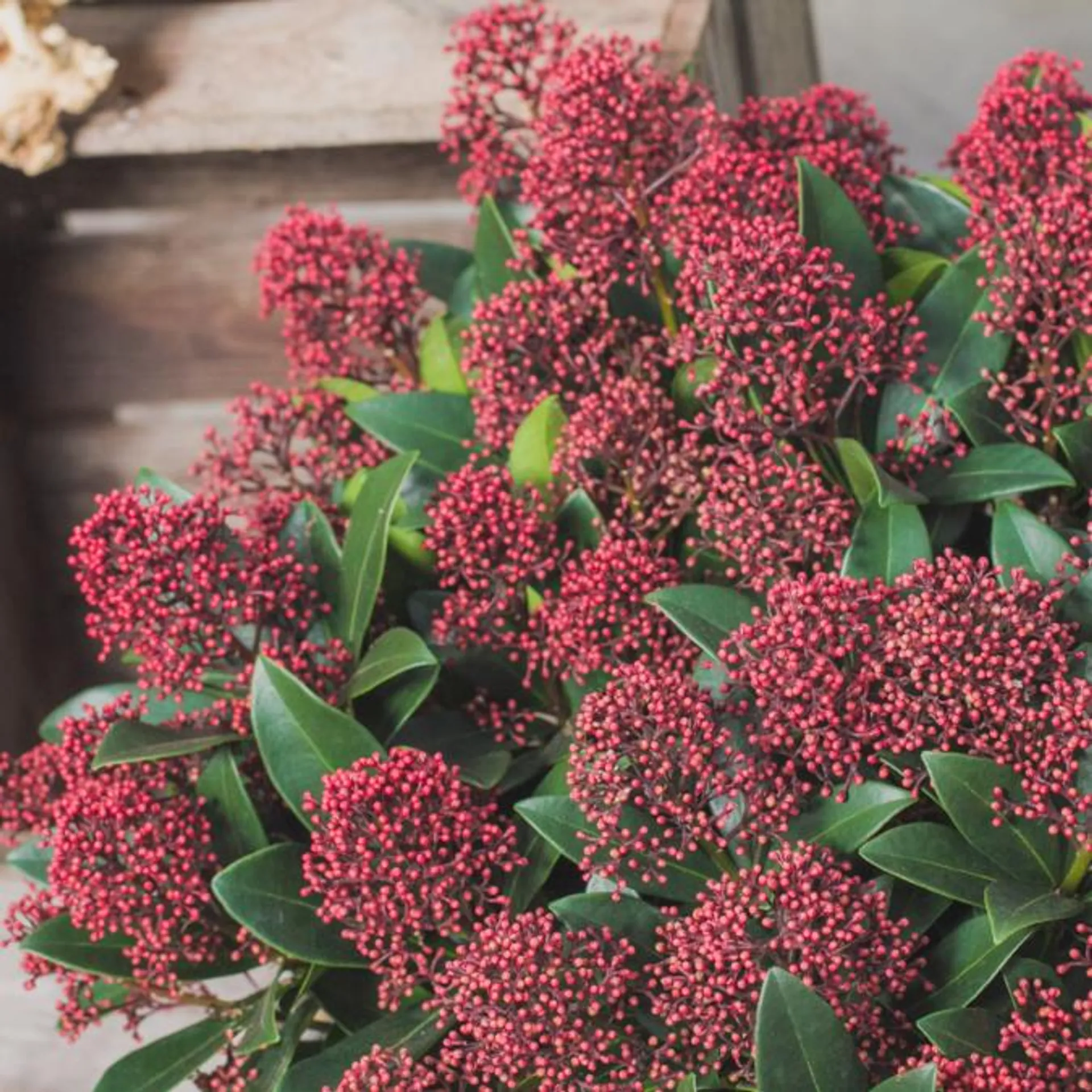 Skimmia, Skimmia jap. 'Rubella', Ø10,5 cm potte