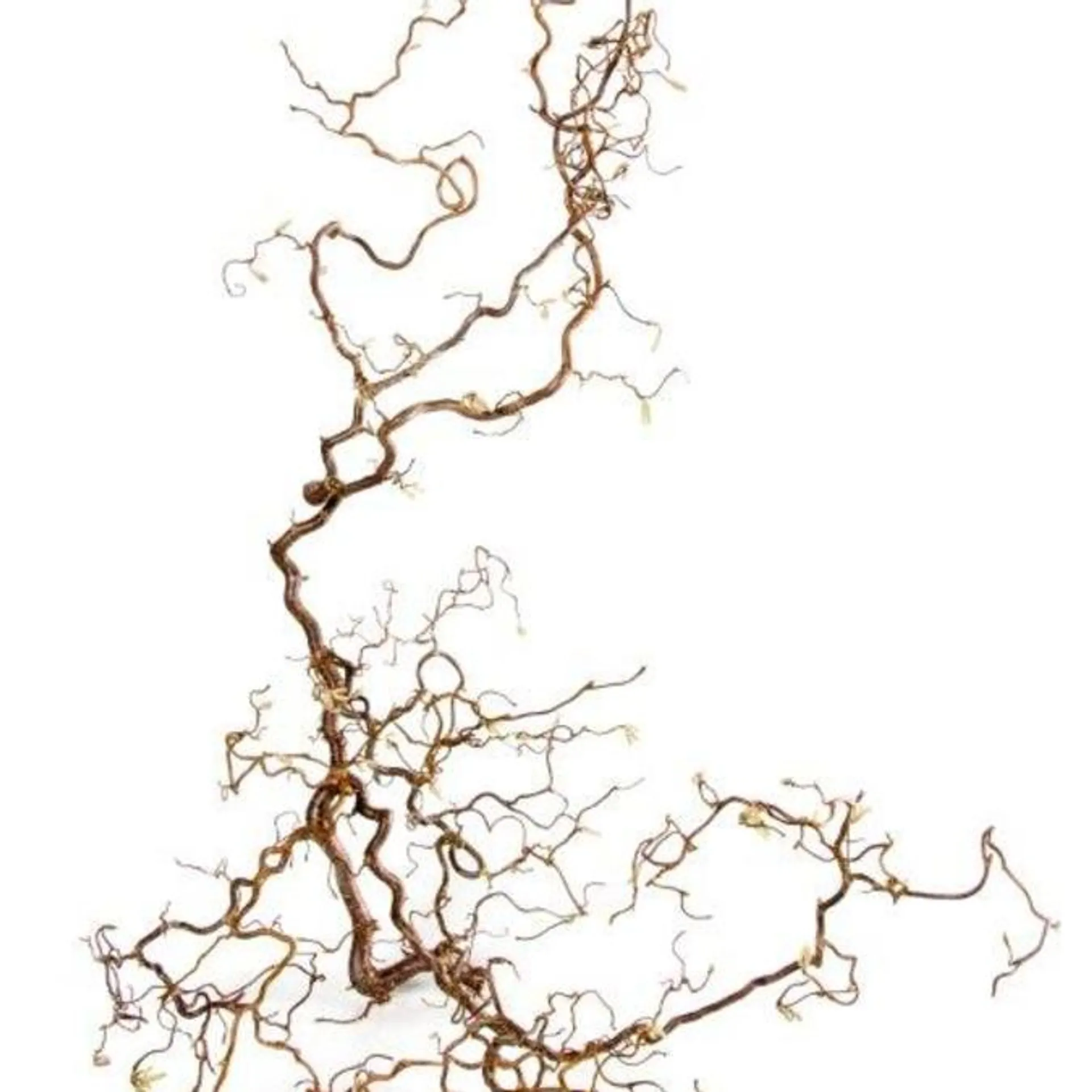 Troldegrene, Corylus avellana