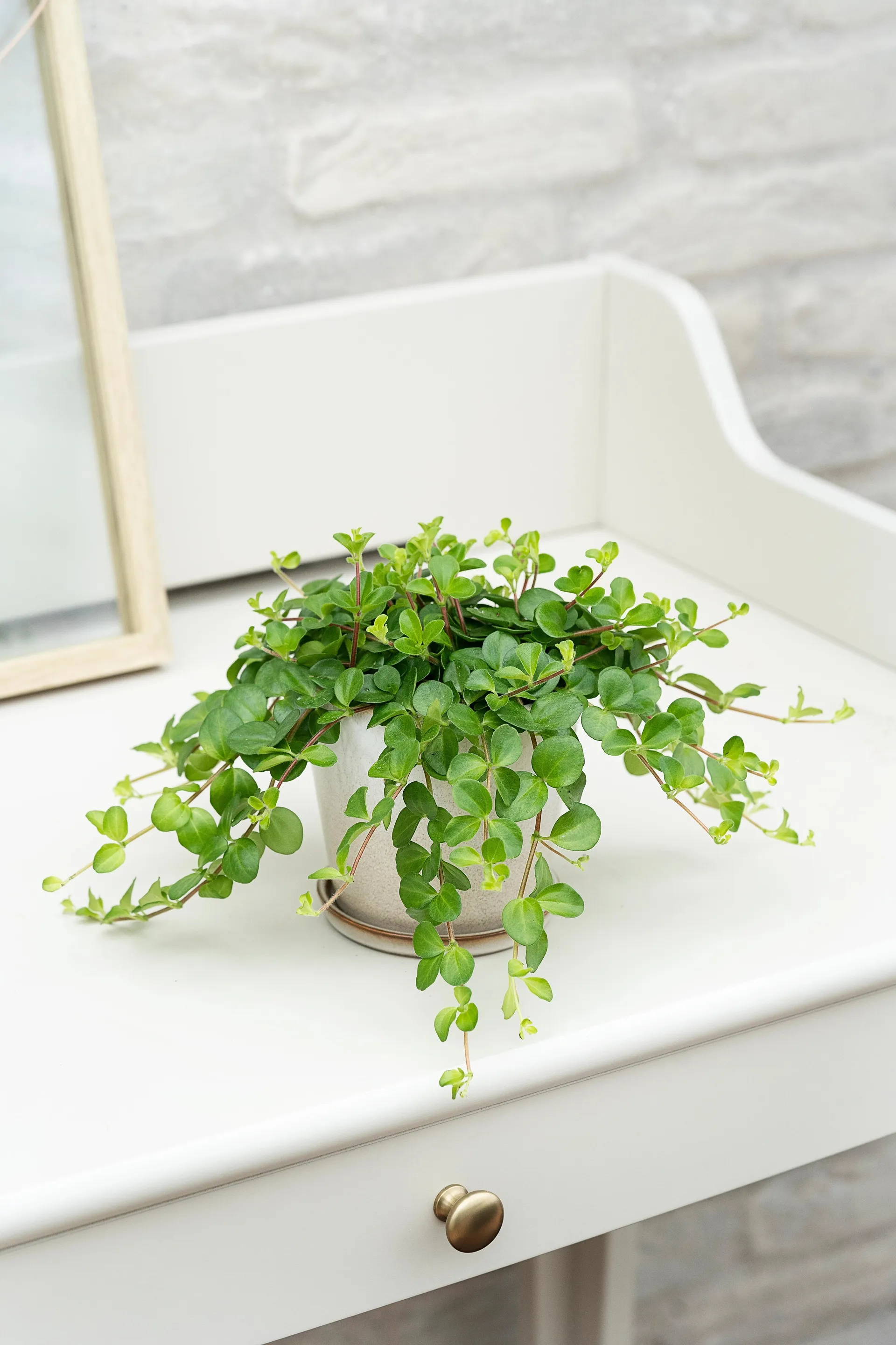 Radiatorplante, Peperomia Rotundifolia, Ø11 cm potte