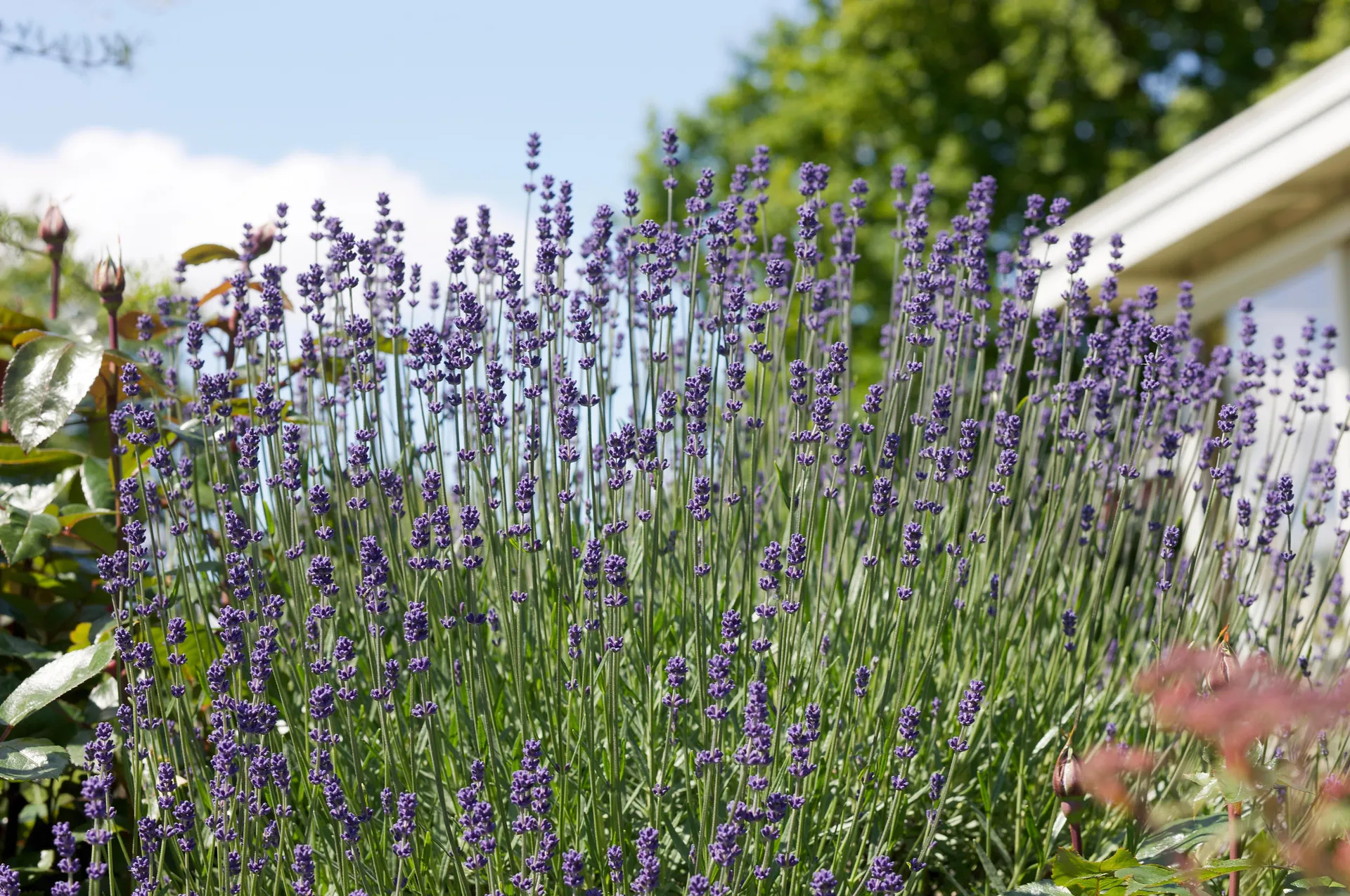 Lavendel Elvira Blue, Lavandula Angustifolia, Ø17 cm potte